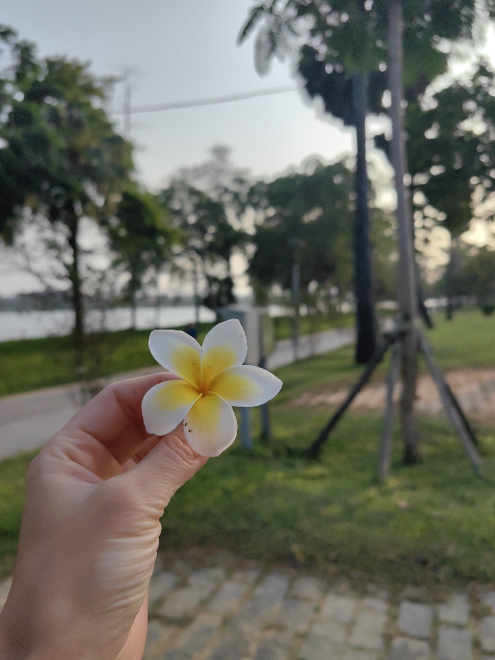 The image displays a light-skinned human hand holding a single Plumeria flower, centered in the lower frame. The flower exhibits five white petals with a vibrant yellow center; a few small, dark specks are visible on one lower petal. The hand grasps the flower by its stem between the thumb and index finger. The foreground ground surface consists of light-colored paving stones. The background is significantly out of focus, depicting an outdoor environment consistent with a riverfront park area in Thuận Hóa Ward, Huế, Vietnam. A paved pathway runs horizontally across the midground, bordered by green grass. Beyond the path, a calm body of water is visible. Multiple trees with green foliage line the pathway and the water's edge, and several streetlights or utility poles are intermittently spaced. The sky above is a pale, hazy grey, indicating diffused ambient light. Thin power lines or cables are discernable in the upper left of the background, and a tripod-like tree support structure stands on the right.