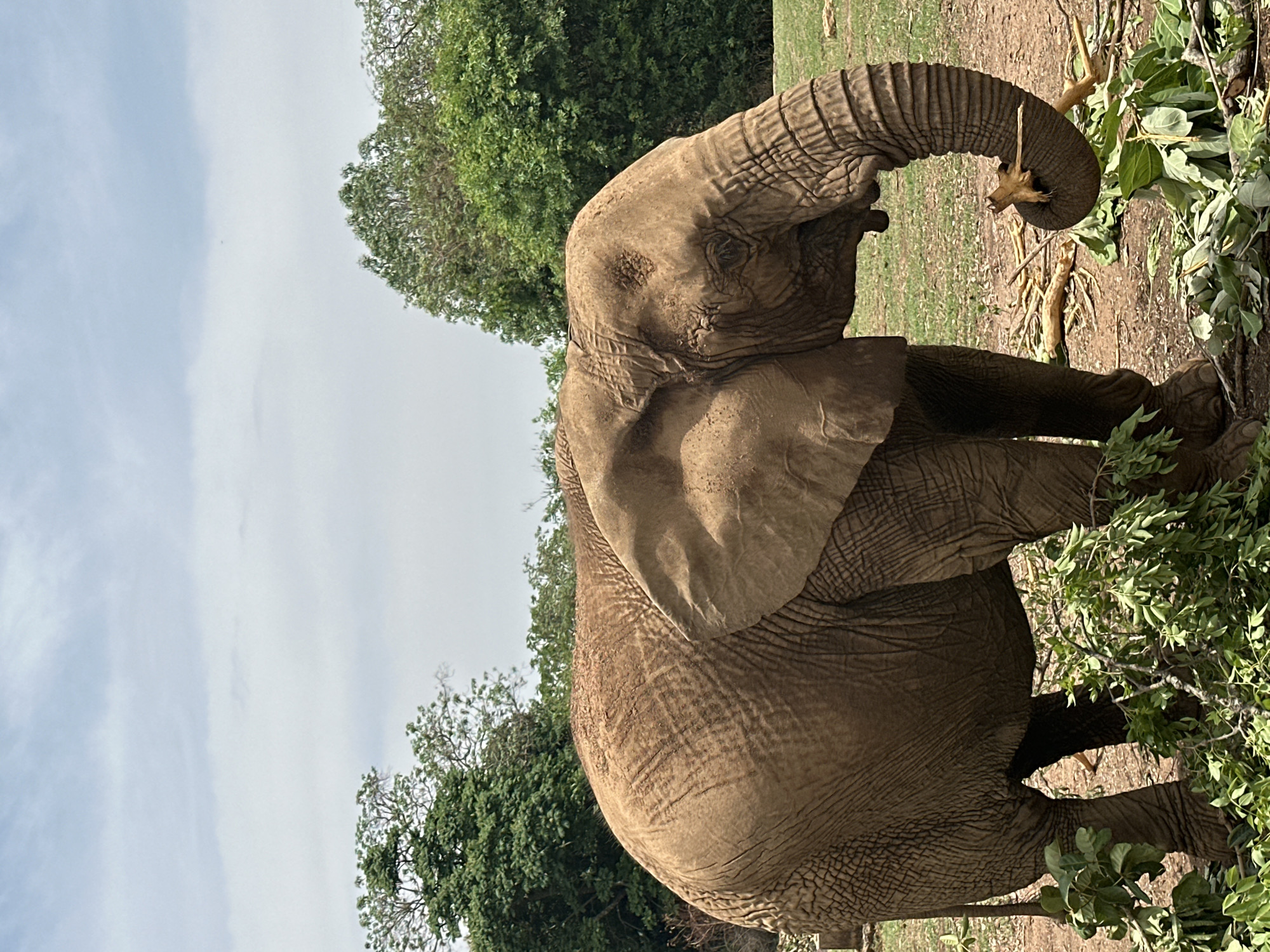 An elephant stands in a grassy, partially wooded area. The sky is overcast. The elephant is eating branches. The location is the city of Jos, Nigeria.