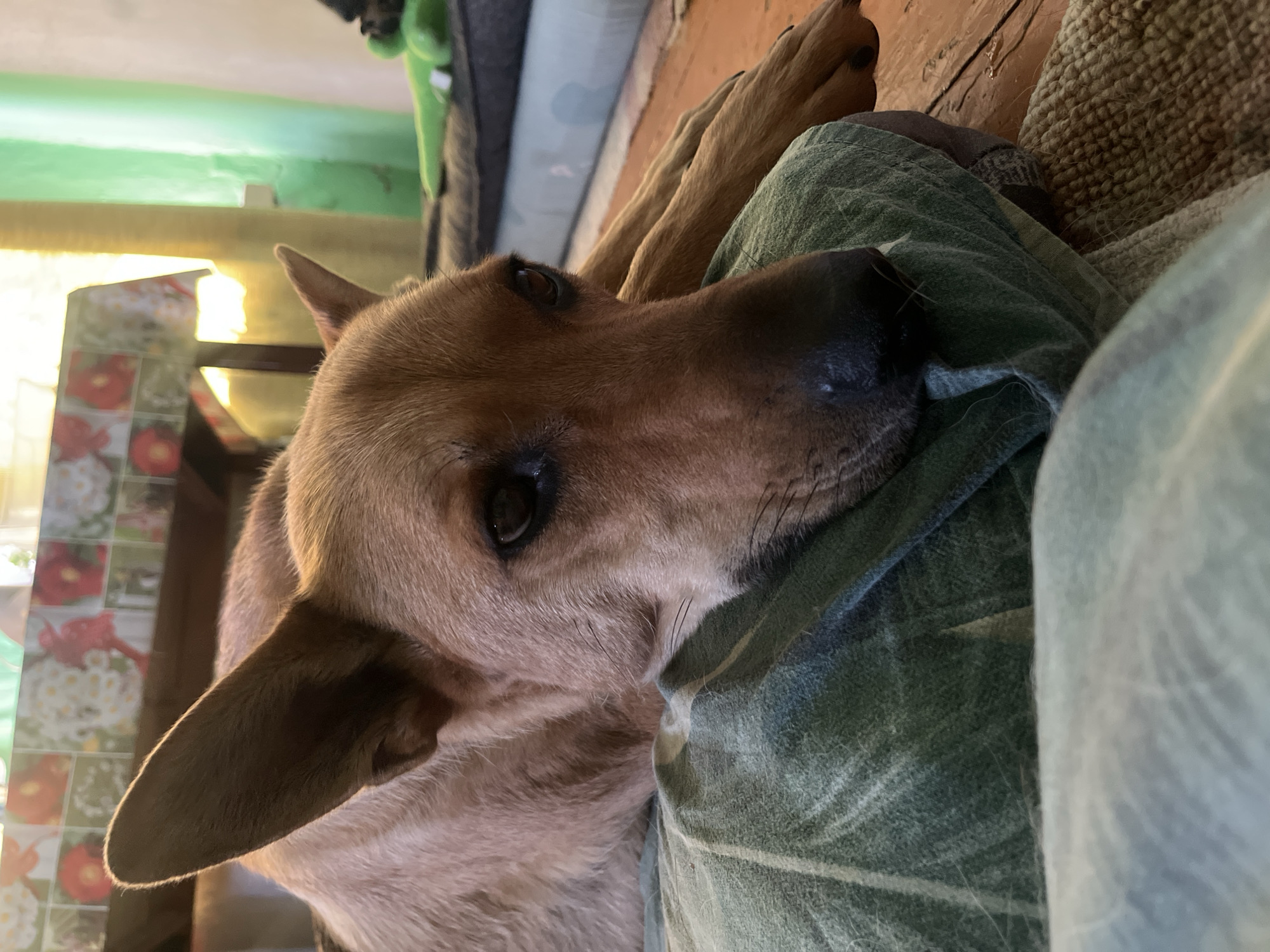 An indoor, close-up, eye-level shot captures a brown dog resting its head on a green pillow. The dog's fur is light brown with darker accents around its face and ears. Its eyes are dark and appear slightly droopy, contributing to a relaxed or melancholic expression. The dog's paws are visible, extended forward and resting on the pillow.
The background is softly blurred, suggesting a shallow depth of field. To the left, a table is visible, covered with a patterned tablecloth featuring red and white floral designs. Sunlight streams in from the right side of the frame, illuminating the scene and casting a warm glow. Green curtains or fabric are also present in the background. The surface the dog is resting on appears to be a wooden floor, with a textured rug or mat in the foreground.
The scene suggests a domestic setting, likely a living room or a common area within a home. The presence of furniture and the relaxed posture of the dog imply a comfortable, lived-in environment. There are no people visible in the image.
There is no information available in the image to determine its specific location within the city of Nizhny Tagil, Russia.