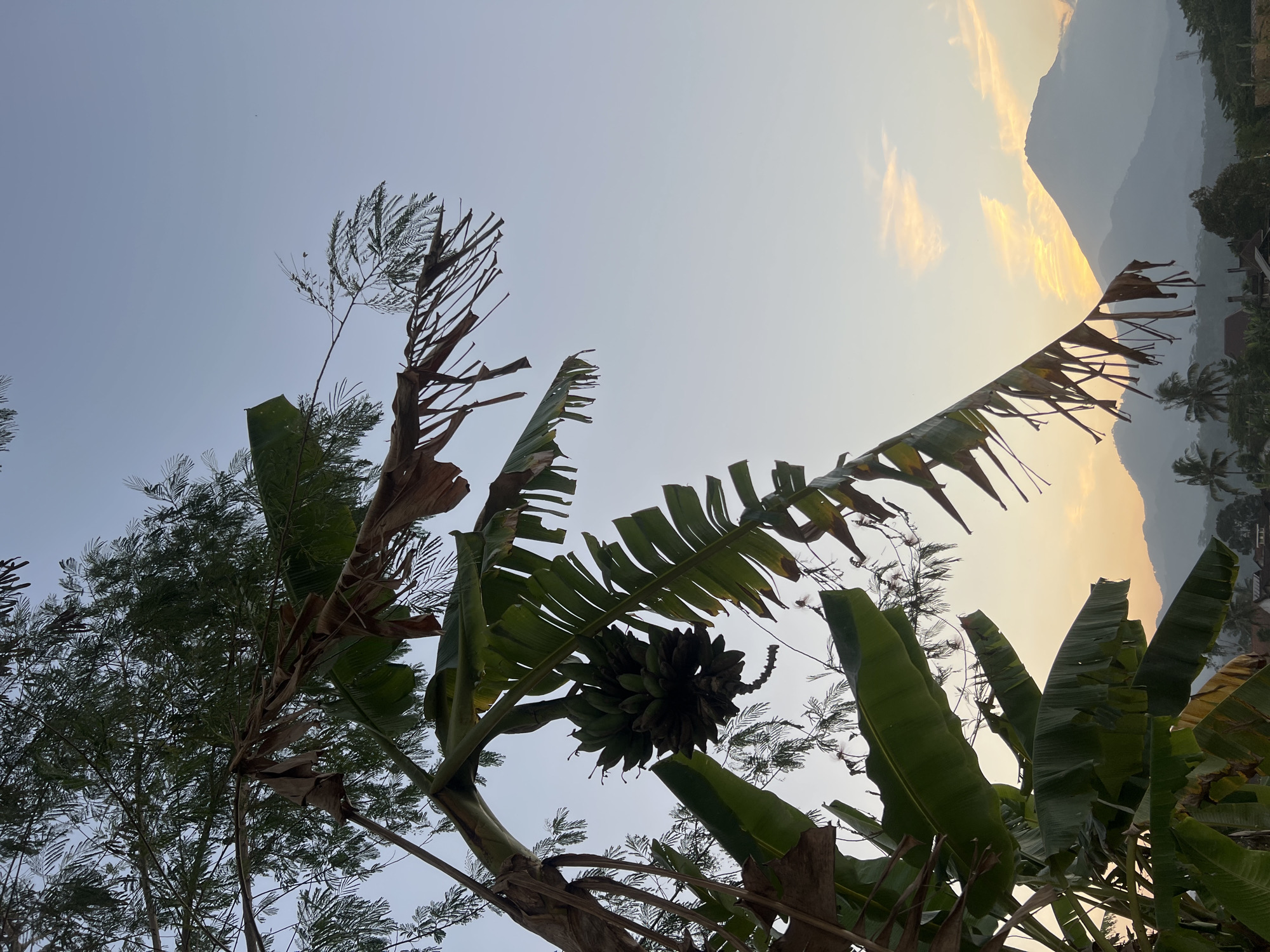 An outdoor, eye-level, vertical shot captures a bunch of green bananas hanging from a banana tree against a pale blue sky at dusk. The bananas are in the upper left quadrant of the image. The leaves of the banana tree are large and green, with some dry, tattered leaves also visible. To the right of the bananas, a mountain range is visible in the hazy distance, with the sun setting behind the peaks, casting a warm orange glow on the sky and clouds. In the foreground and mid-ground, there are glimpses of rooftops and trees, suggesting a village or settlement at the base of the mountains. The overall scene evokes a serene and natural environment. The location of Kalijoso, Indonesia, is associated with this image, which is likely a rural or semi-rural area with agricultural activities, given the presence of the banana tree and the mountainous landscape.