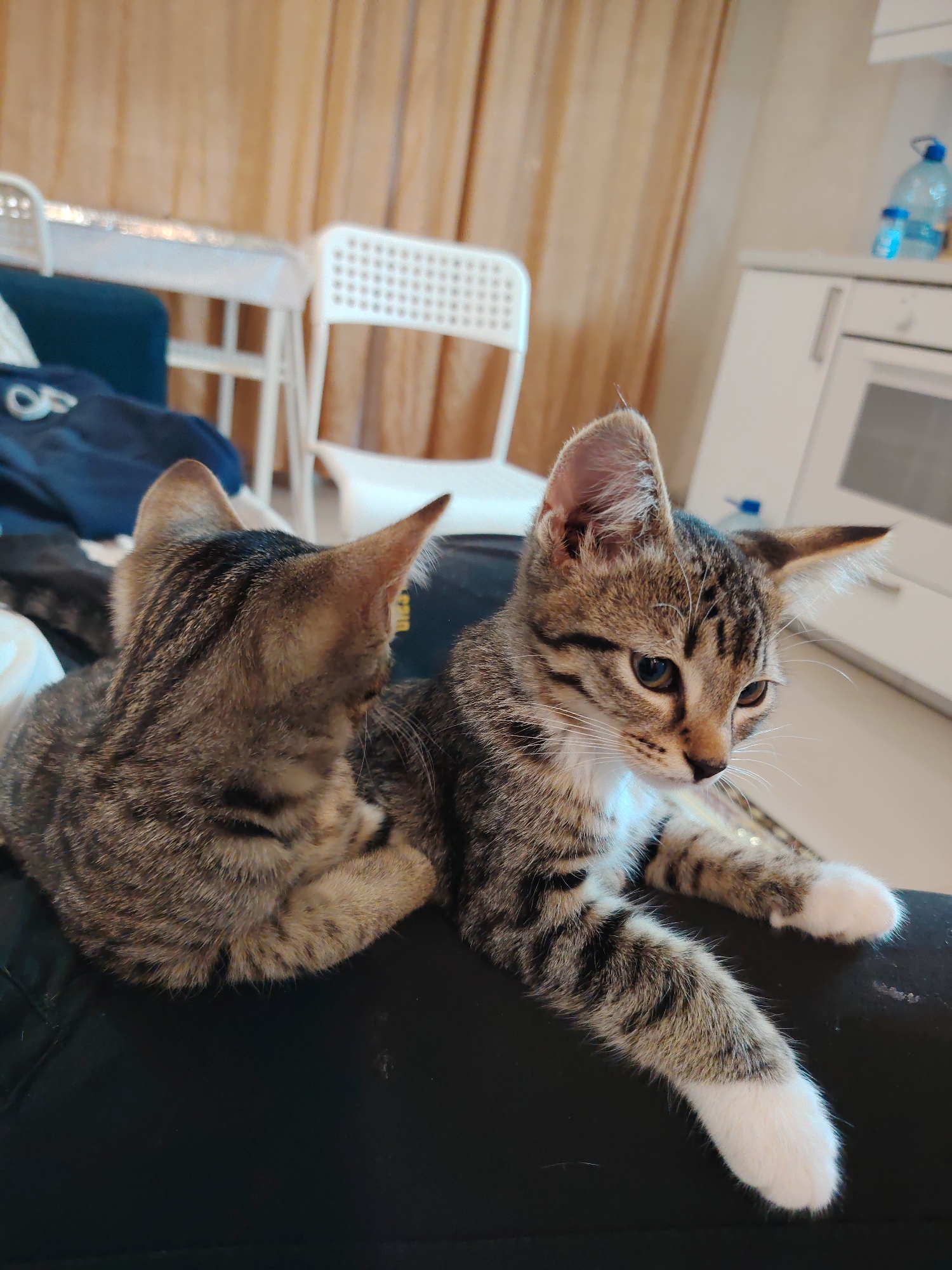 Two tabby kittens are resting on a black surface. The kitten on the left is facing away from the camera, with its head turned to the right. The kitten on the right is looking to the right with its mouth slightly open. Both kittens have white paws. In the background, there are chairs and curtains, suggesting an indoor domestic setting.
