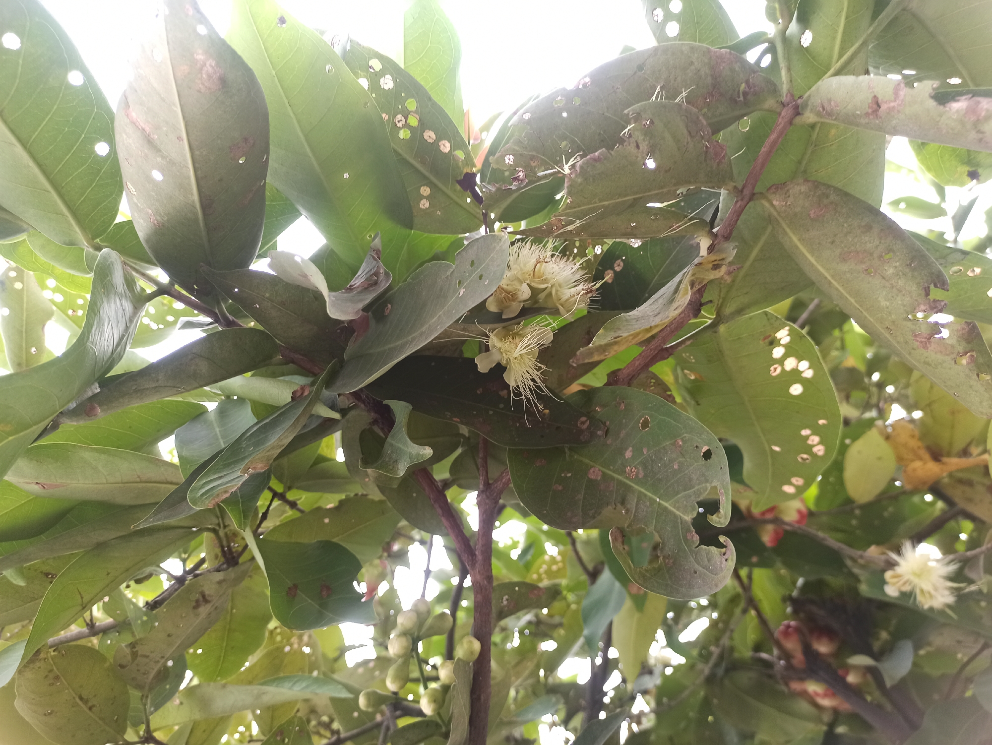 A close-up, low-angle shot captures a branch of a rose-apple tree in the city of Medan, Indonesia. The tree is laden with developing fruit and delicate white flowers, their delicate stamens fanning out. The leaves, a deep green, are scattered with small, irregular holes, suggesting the presence of insects or disease. The background is a blur of the tree's canopy and the bright Indonesian sky.