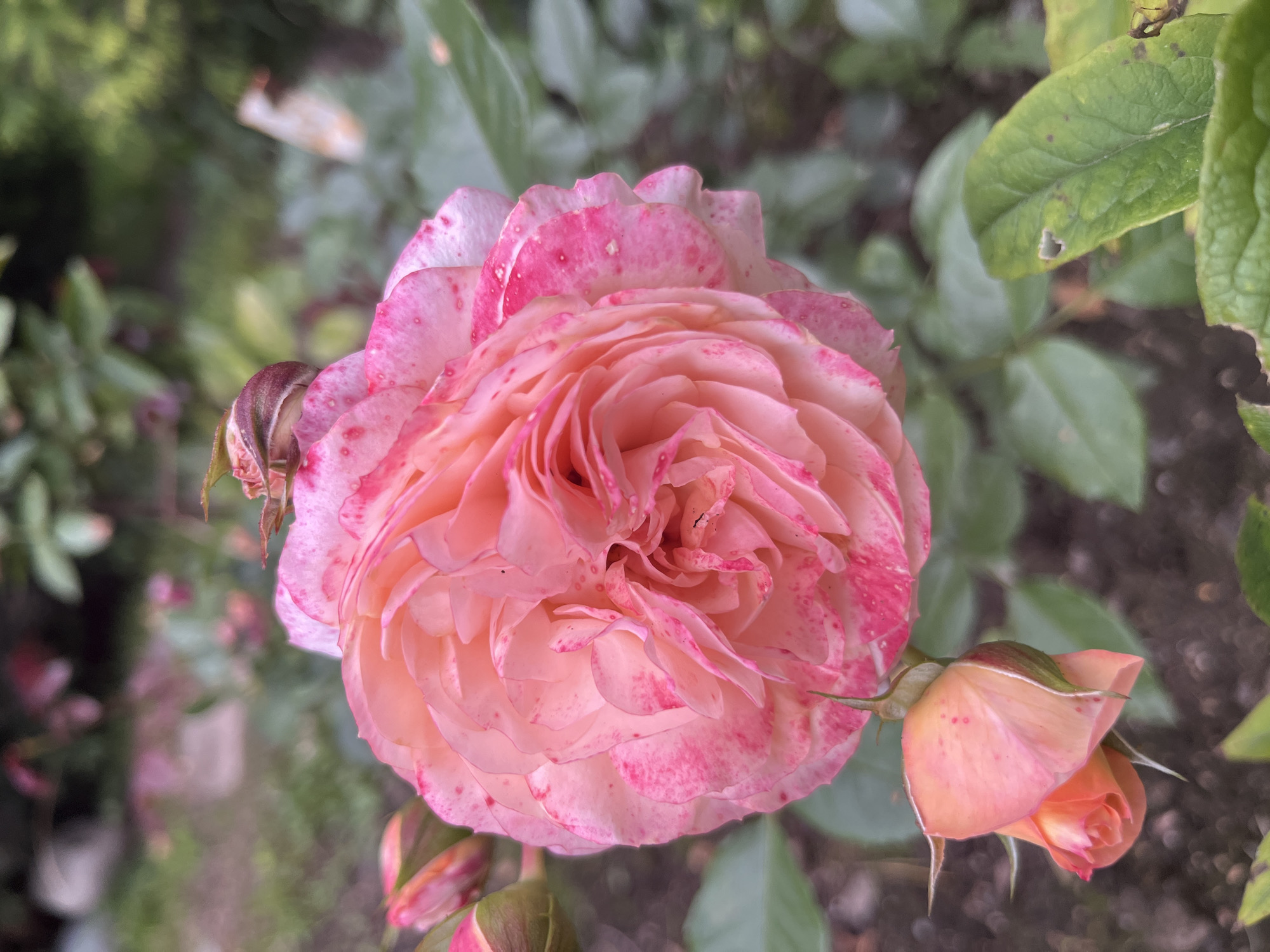 A close-up, eye-level shot focuses on a pink and white speckled rose bloom, its petals unfurling in a garden setting. The rose's center is a soft, peachy pink, while the outer edges of its petals are delicately edged with a brighter pink, interspersed with small, irregular pink speckles across the surface. To the left and slightly below the main bloom, a smaller, tightly furled rose bud echoes the peachy pink hue. The background is a soft blur of green foliage and dark soil, suggesting an outdoor environment. The scene is devoid of any human presence or activity. This image was captured in Tarasovka, Russia.