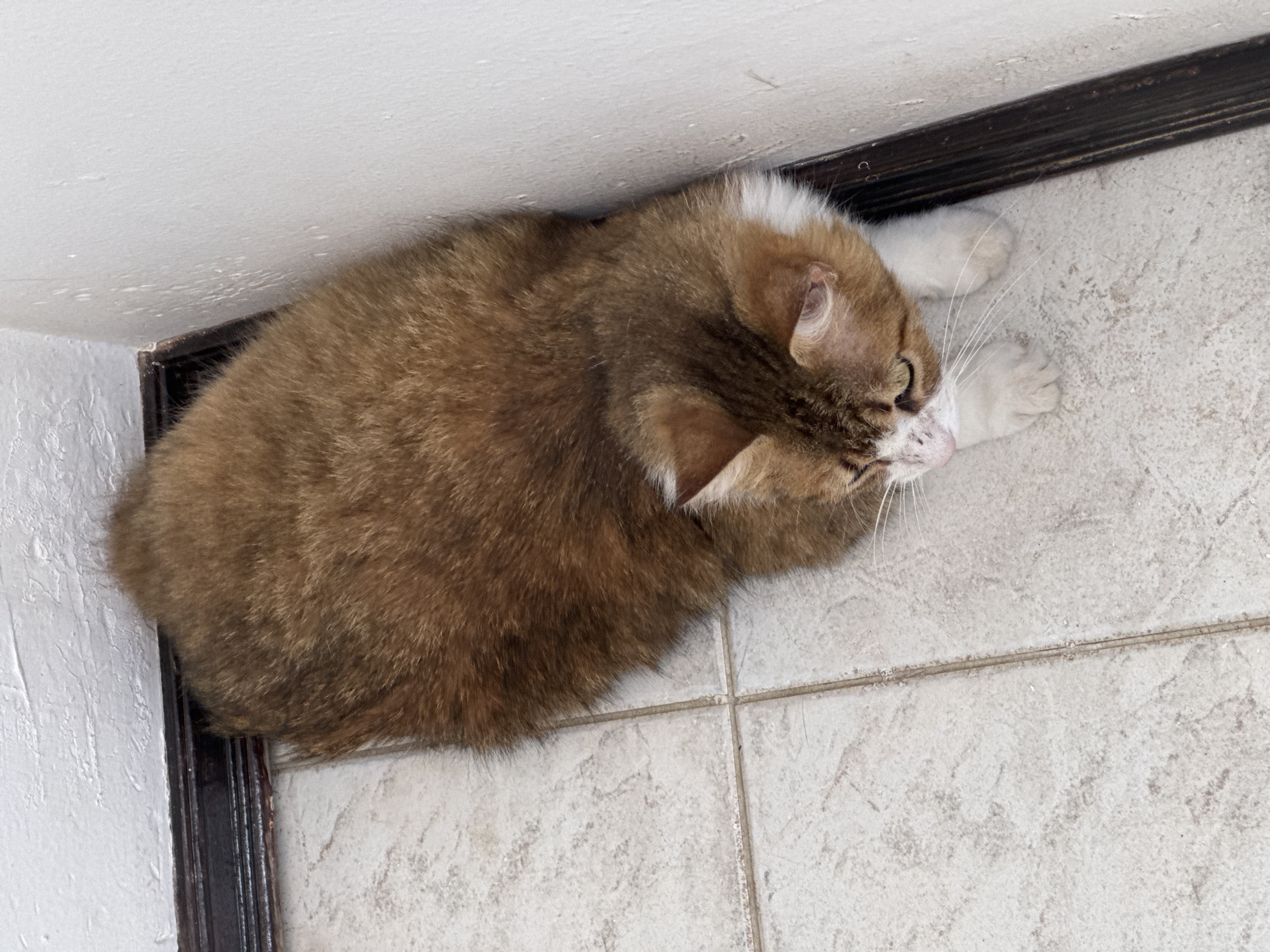 A brown and white cat is lying on a tiled floor in Oaxaca City, Mexico, positioned close to a white wall and a dark brown door frame. The cat is mostly brown with white paws and a white patch on its neck. The floor is composed of square tiles with light gray and white tones. The wall is white with a textured surface, and the door frame is dark brown with decorative molding. The cat's head is turned slightly to the side, displaying its whiskers.