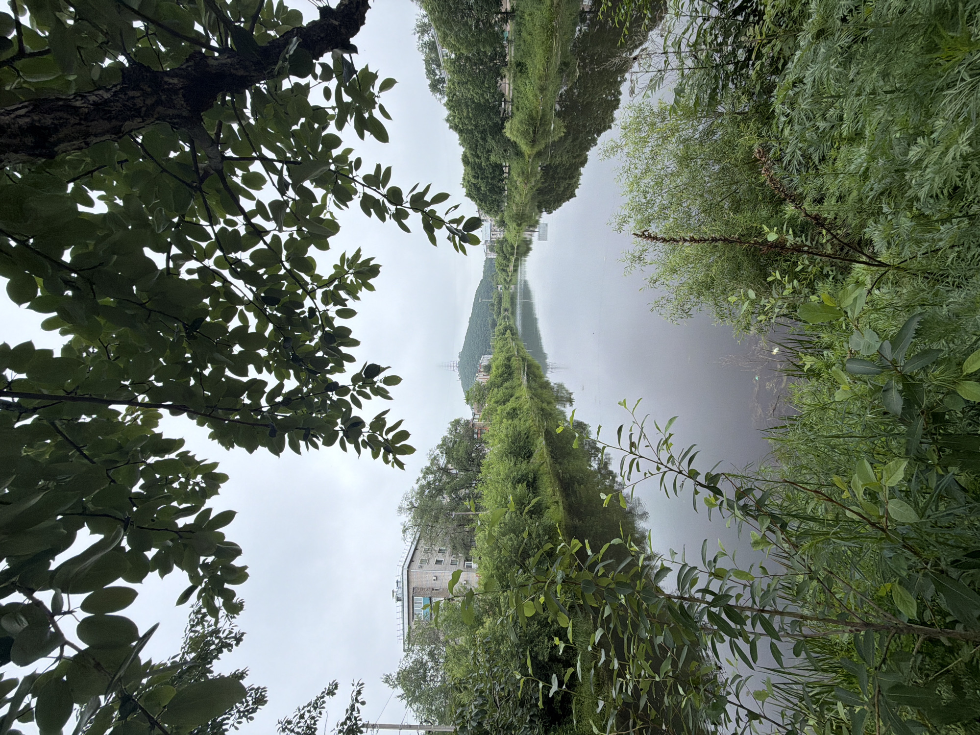 The image depicts a view of the Bolshaya Bira River in Birobidzhan, Russia, on an overcast day. The foreground is dominated by lush green foliage, including branches with leaves hanging from a tree in the upper right and other plants growing along the riverbank. The river itself is calm and reflects the muted sky and surrounding greenery. Across the river, on the left bank, there is a multi-story apartment building with light-colored walls and windows, surrounded by trees. Further in the distance, on the right bank, more trees line the river, and a hill with a radio tower or transmission mast on its summit is visible. The overall scene suggests a natural setting within an urban environment. No people are visible in the image.