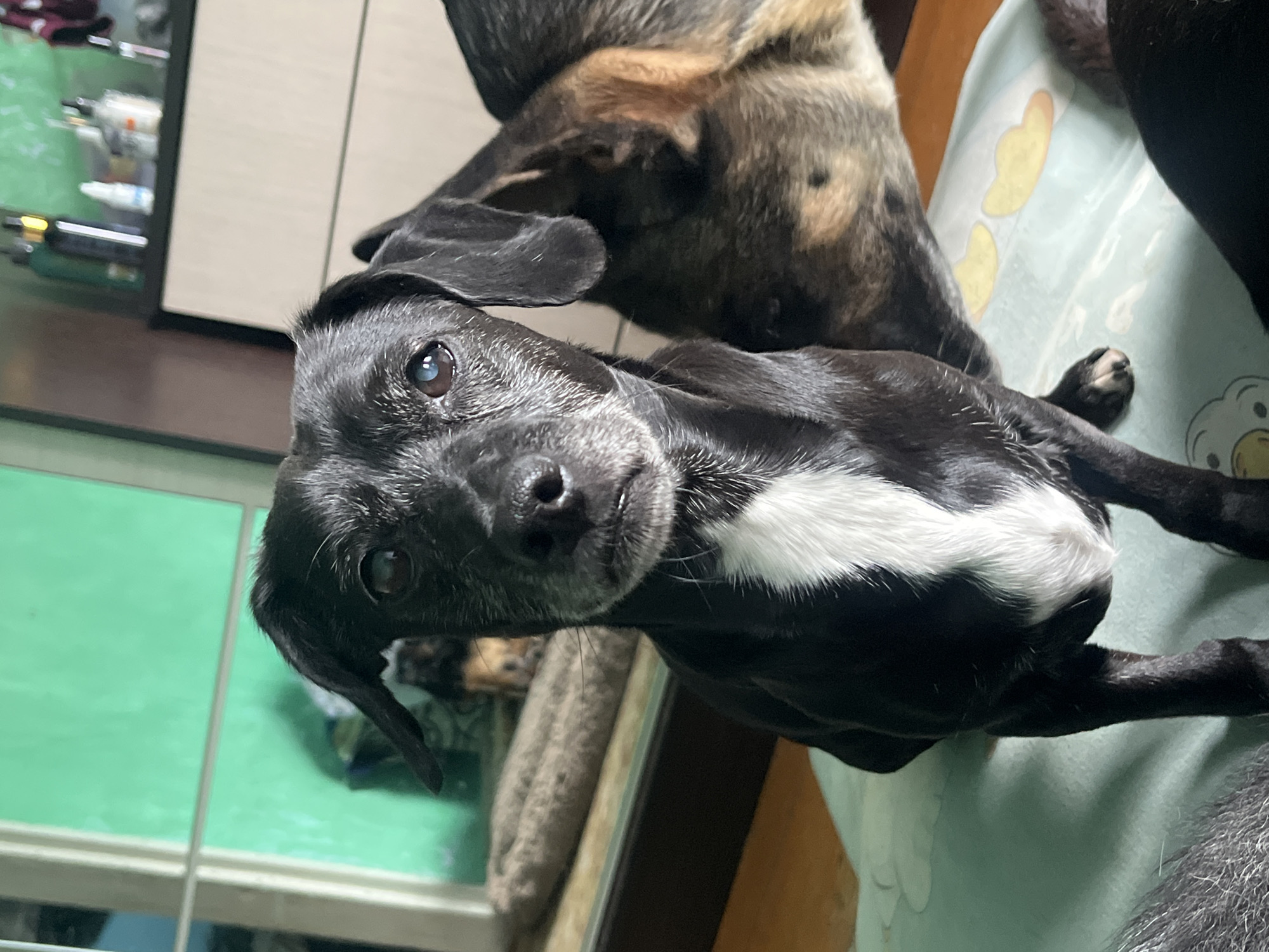 Two dogs are in the foreground of the image. The dog on the left is black with a white chest patch. It is looking directly at the camera. The dog on the right is mostly brown and black with a speckled pattern and is partially obscured by the dog on the left. Both dogs appear to be indoors. The background shows a green wall, a dresser with bottles on top, and a bed or cushion. The location of this image in Nizhny Tagil, Russia is not specified.