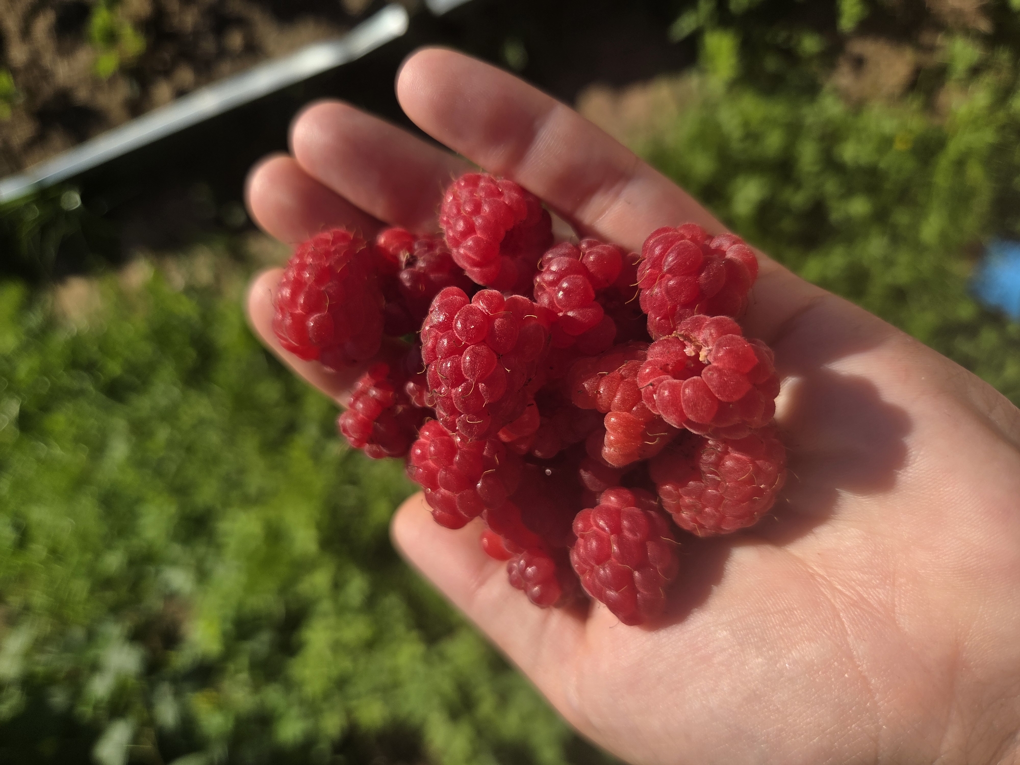 A close-up shot shows a person's left hand cupped and filled with ripe raspberries. The hand is a light skin tone and the raspberries are a deep red color, with a fuzzy texture characteristic of the fruit. The background is blurred and consists of green foliage and brown soil, suggesting an outdoor setting. The image appears to be taken in natural daylight. There is no discernible indication of the city of Frolovo, Russia within the image itself.