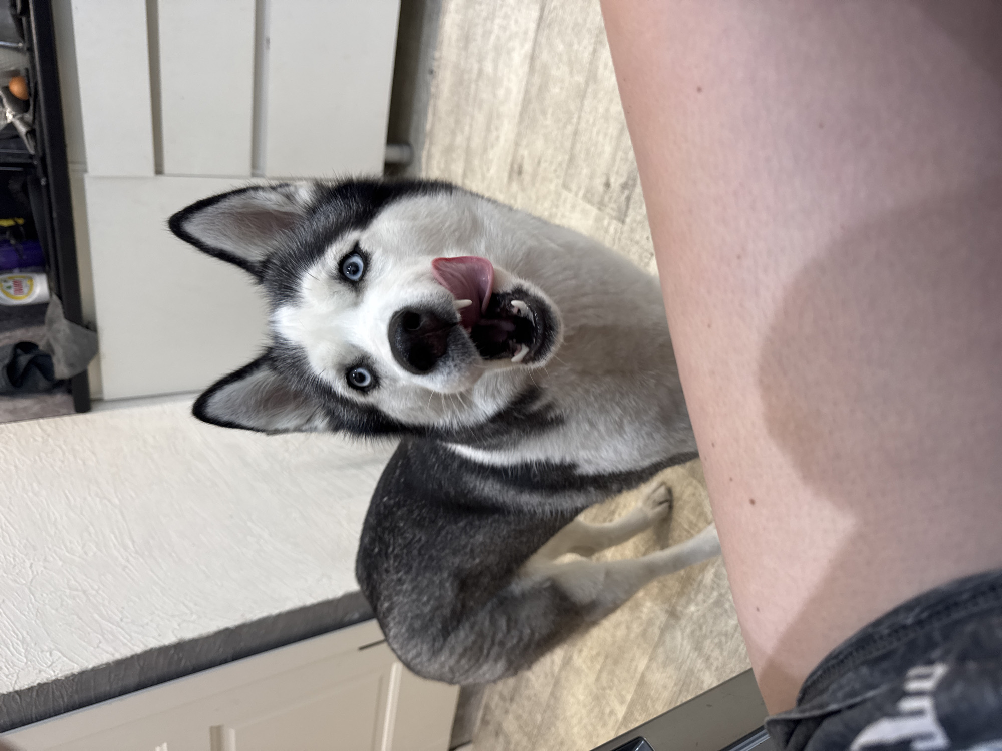 A medium, angled close-up shot features a Siberian Husky with striking blue eyes and a black and white coat. The dog's head is tilted upwards, with its tongue extended in a licking motion. The mouth is slightly open, revealing its teeth. The dog is seated, with its front paws visible. To the right of the dog, a person's leg is partially visible. The background consists of a white surface, possibly a counter, and a patterned flooring. The environment suggests an indoor setting, potentially a kitchen area. The location is Unknown, Unknown.