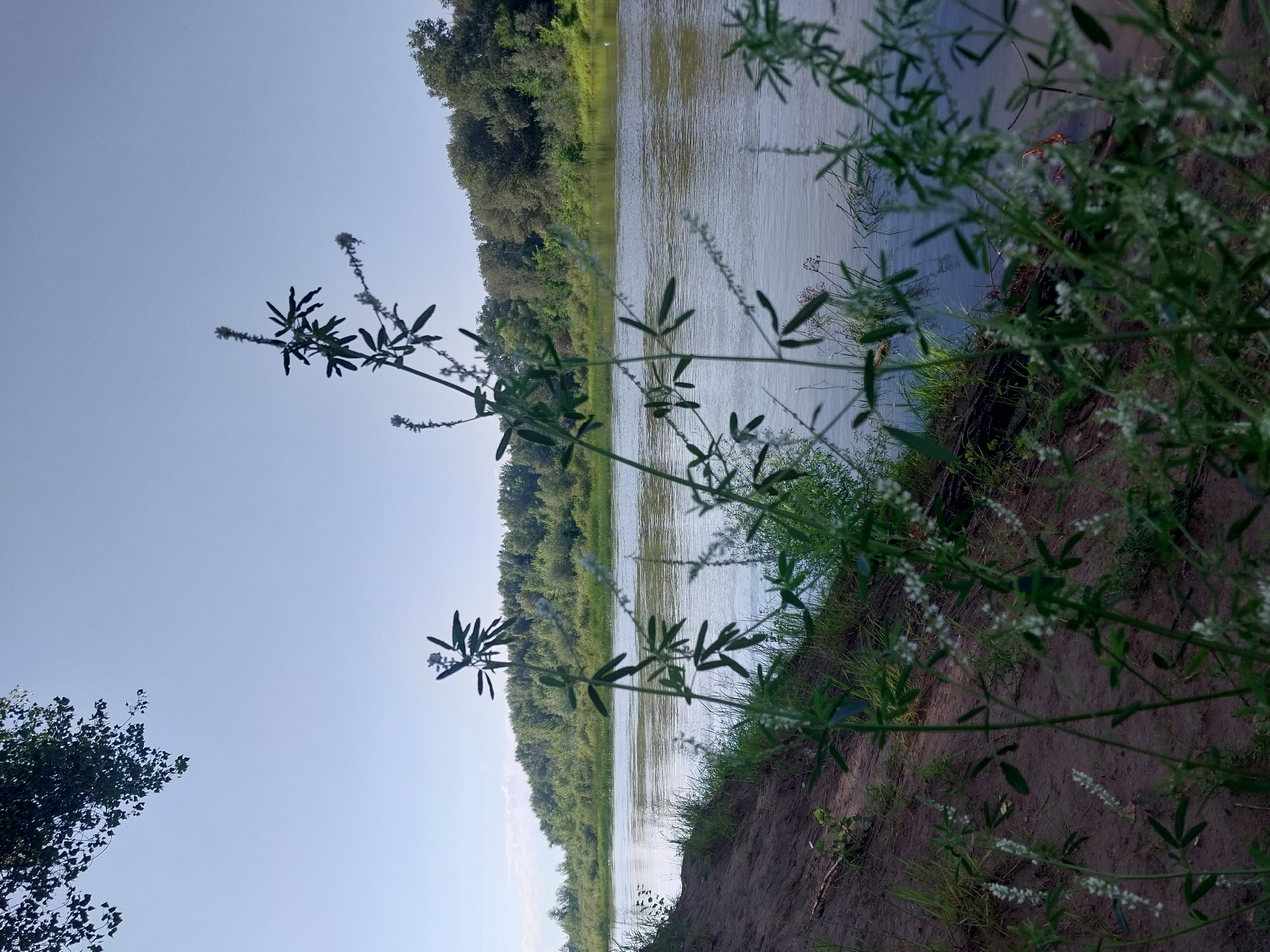 The image depicts a serene river scene with lush green trees lining the opposite bank. In the foreground, delicate white flowers bloom on tall, slender stems, adding a touch of natural beauty. The river flows gently, reflecting the clear blue sky. The left bank is composed of sandy soil, with some scattered vegetation. The overall impression is one of tranquility and natural abundance. This scene is consistent with the natural landscapes found around the city of Chkalov, Russia, known for its picturesque rivers and surrounding forests.