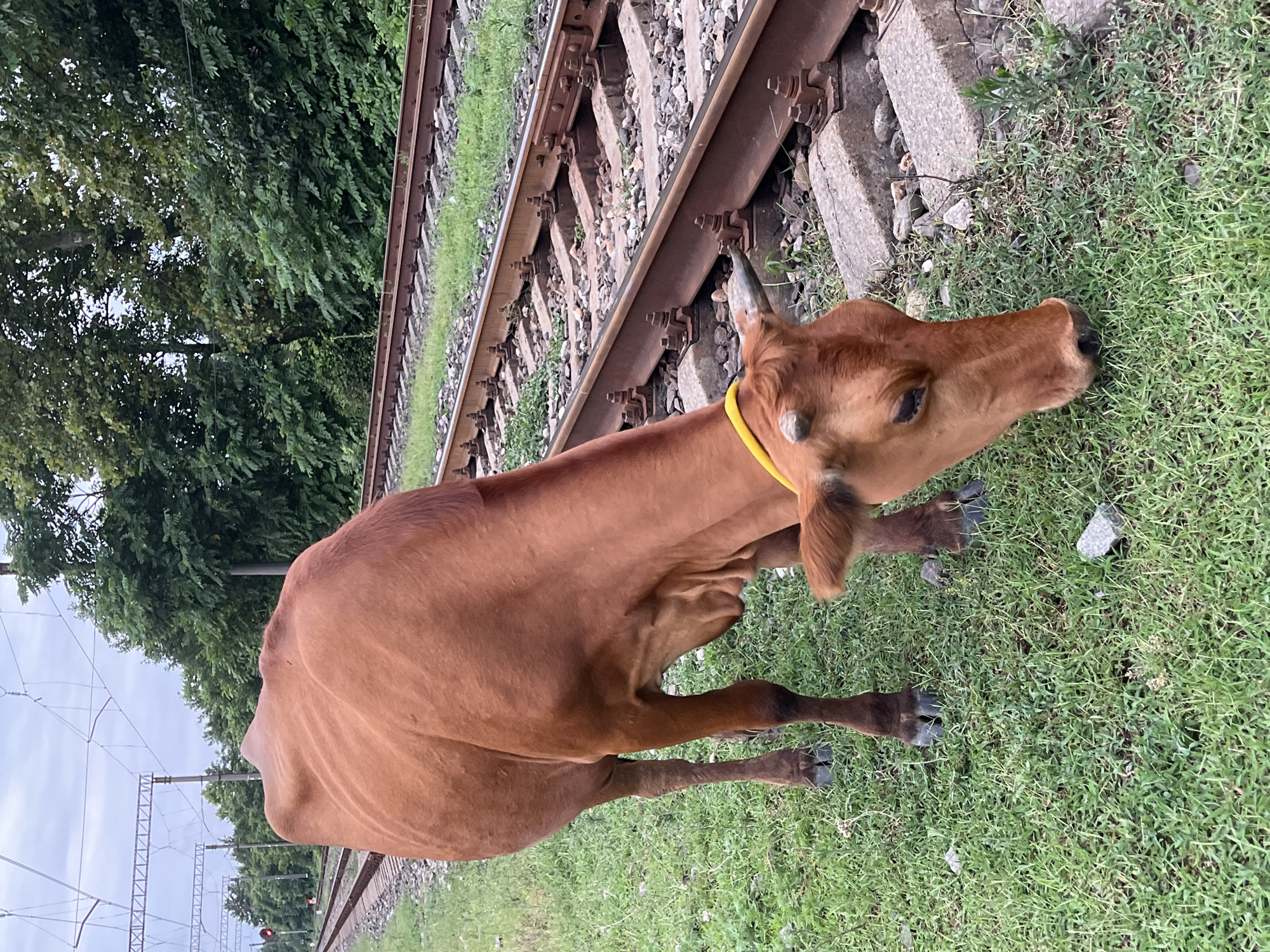 A brown cow with a yellow collar grazes on green grass next to railroad tracks in Ureki, Georgia. The cow is facing the ground, eating grass. The railroad tracks are made of metal rails and concrete ties, with gravel in between. In the background, there are trees and power lines. The sky is overcast. The scene appears to be in a rural or semi-rural area, as evidenced by the presence of a cow grazing next to the train tracks.