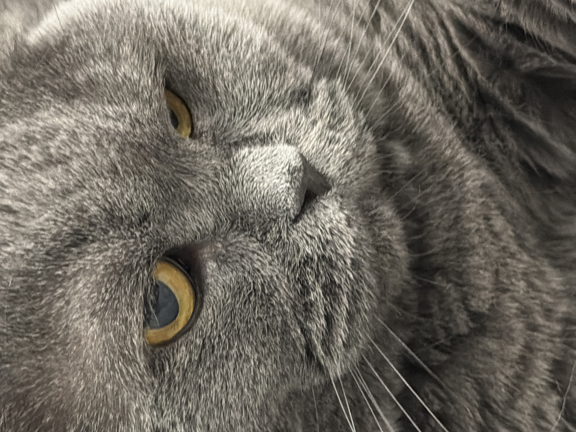 This is a close-up, head-on, full-frame photograph of a British Shorthair cat. The cat is a solid gray color with bright yellow-orange eyes. Its fur is dense and appears soft. The cat's expression is intense, with its eyes narrowed and its gaze directed slightly downward and to the right of the viewer. The lighting is direct, highlighting the texture of the cat's fur and the contours of its face. The background is entirely out of focus, consisting of a soft blur of gray tones that match the cat's fur, suggesting the photo was taken indoors with a shallow depth of field. The image does not provide any information about the location in the city of Водоканал Снт, Russia, as there are no environmental or contextual clues visible.