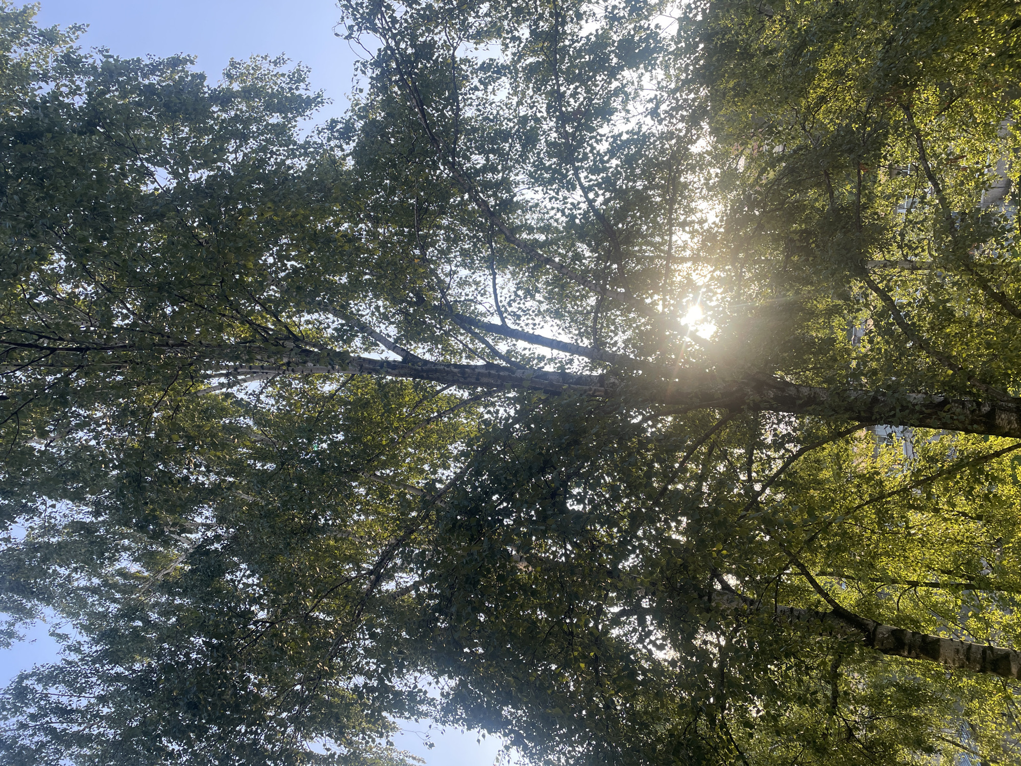 The image shows a view looking up into the canopy of several birch trees with sunbeams filtering through their green leaves. The sky is clear and blue. The bark of at least two of the trees is visible and is white with dark markings, characteristic of birch trees. The lighting suggests it is daytime, likely morning or late afternoon due to the angle of the sun. In the background, through the branches and leaves, there are glimpses of buildings, indicating an urban or suburban setting. Given the prompt's specification, this scene is located in the city of Reutov, Russia. There are no people or animals visible in the frame. The overall impression is one of natural beauty within a built environment.