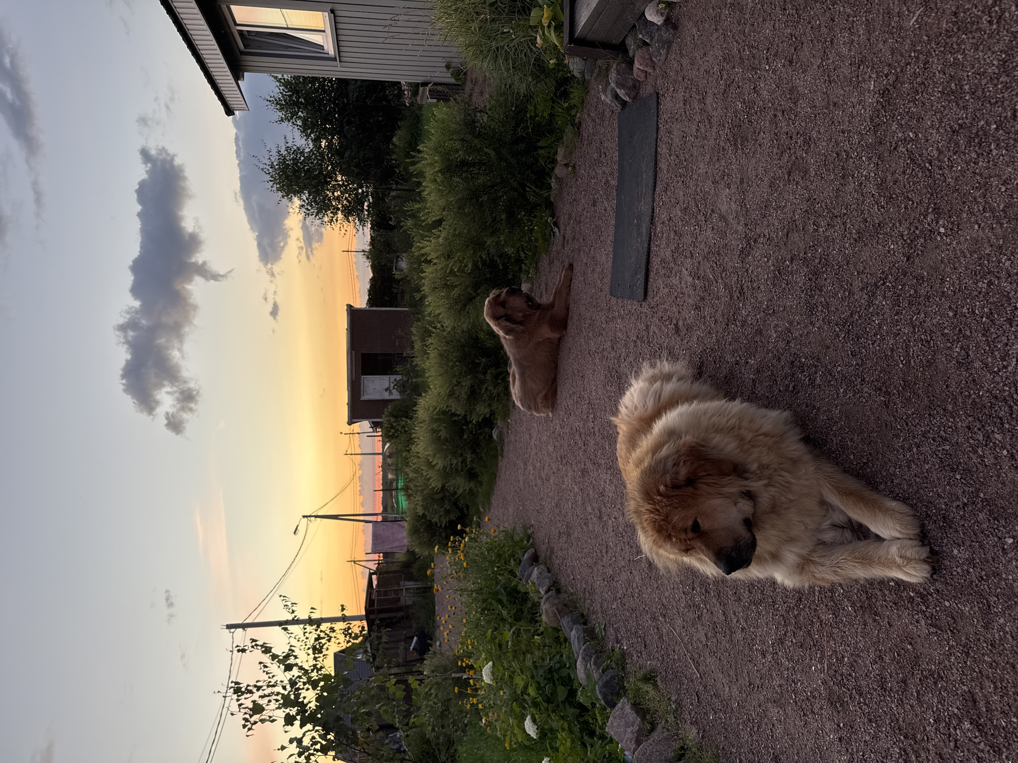 At dusk, two large, golden-colored dogs recline on a gravel path in a yard located in Kempelevo, Russia. The dog in the foreground lies facing left, with its head turned to the side. The second dog is positioned further down the path, lying down and facing the viewer. The yard features a gravel pathway, lined with stones and bordered by a garden with yellow and white flowers and lush green bushes. A simple wooden shed and a portion of a wooden-sided house are visible in the background. The sky displays a gradient of colors from pale blue to soft orange and pink, indicating the sunset. Utility poles with wires are scattered across the horizon.