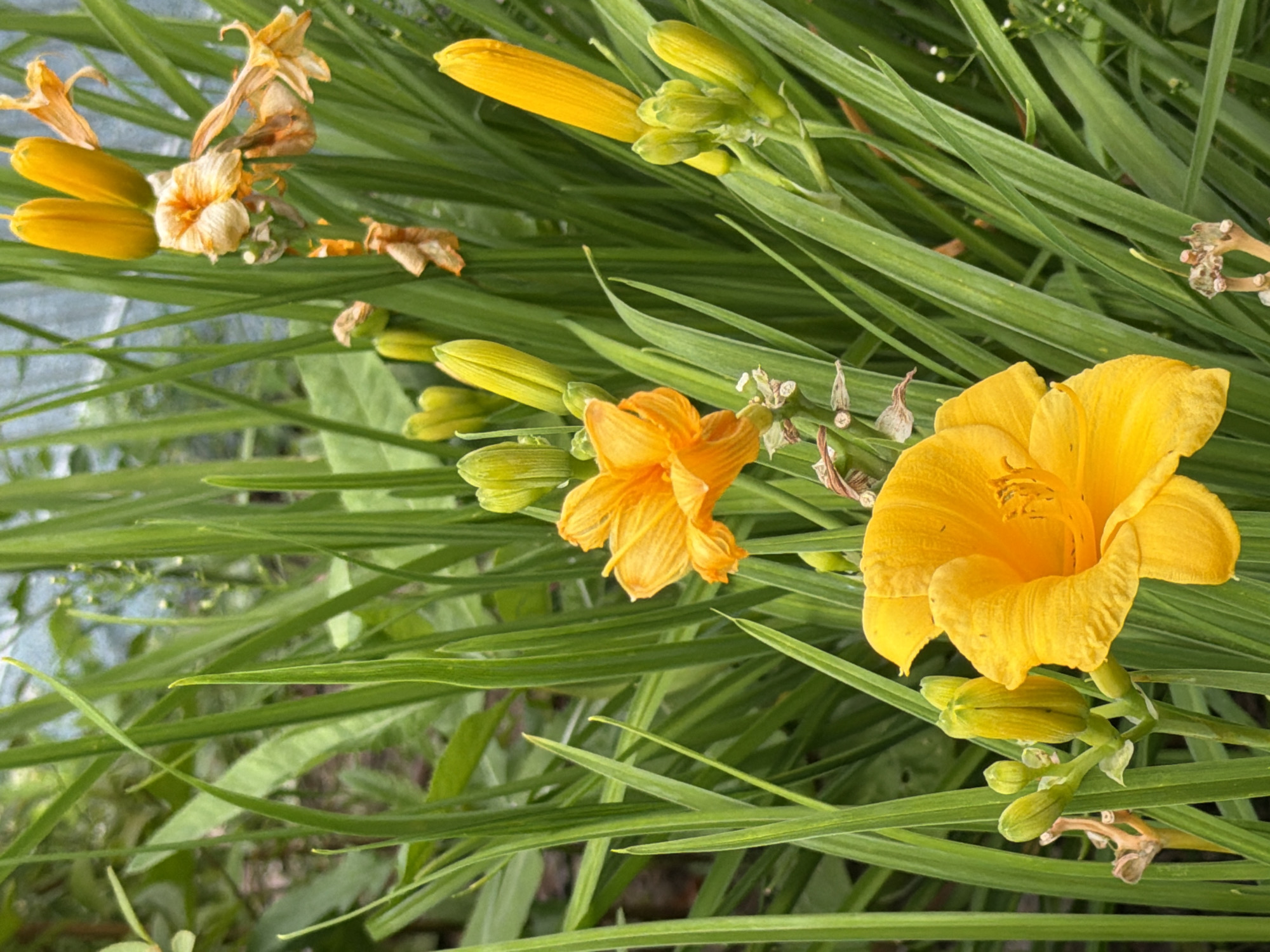 This is a close-up, medium-shot, outdoor photograph of yellow and orange daylily flowers and buds interspersed with green foliage. The flowers are vibrant and in various stages of bloom and wilt. Some flowers are fully open, revealing their petal structures, while others are still closed buds. The leaves are long, slender, and green, creating a lush backdrop for the flowers. The lighting is natural and appears to be from above, casting soft shadows. The overall impression is one of natural beauty and the cycle of life in a garden setting. There is no indication of people, urban elements, or specific landmarks that would place it in a city.