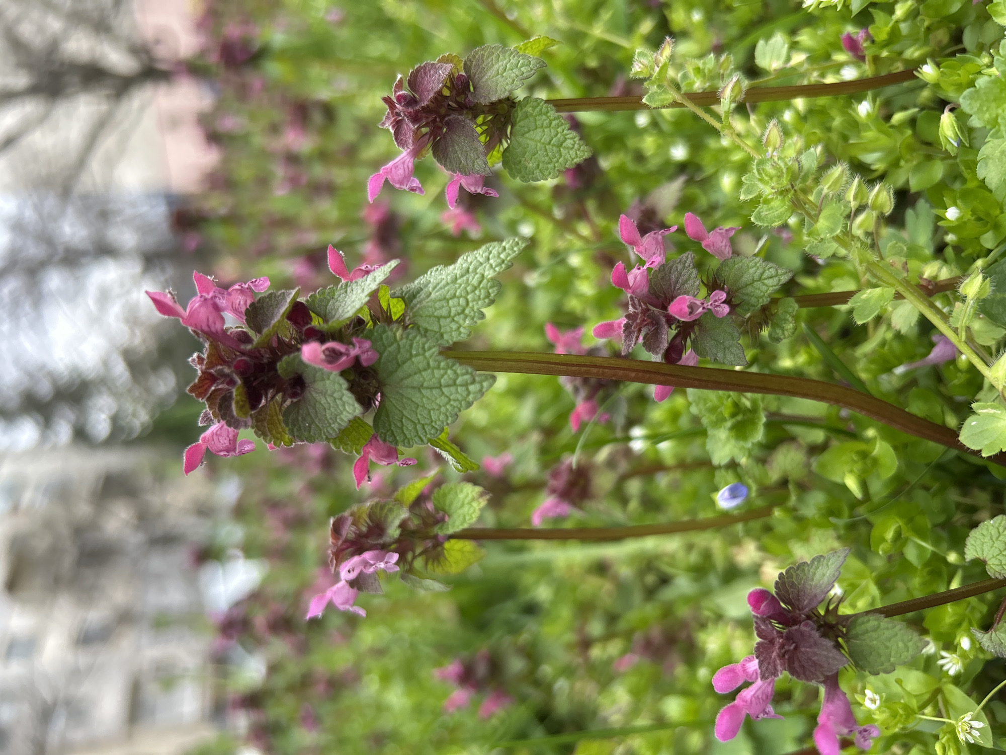 The image depicts a close-up of purple dead-nettle (Lamium purpureum) plants growing amongst other greenery. The flowers are predominantly pink/purple, with textured green leaves. The background shows a blurred out-of-focus landscape, possibly a city street.
It is possible, but unconfirmed from the image alone, that this image was taken in Plovdiv, Bulgaria.