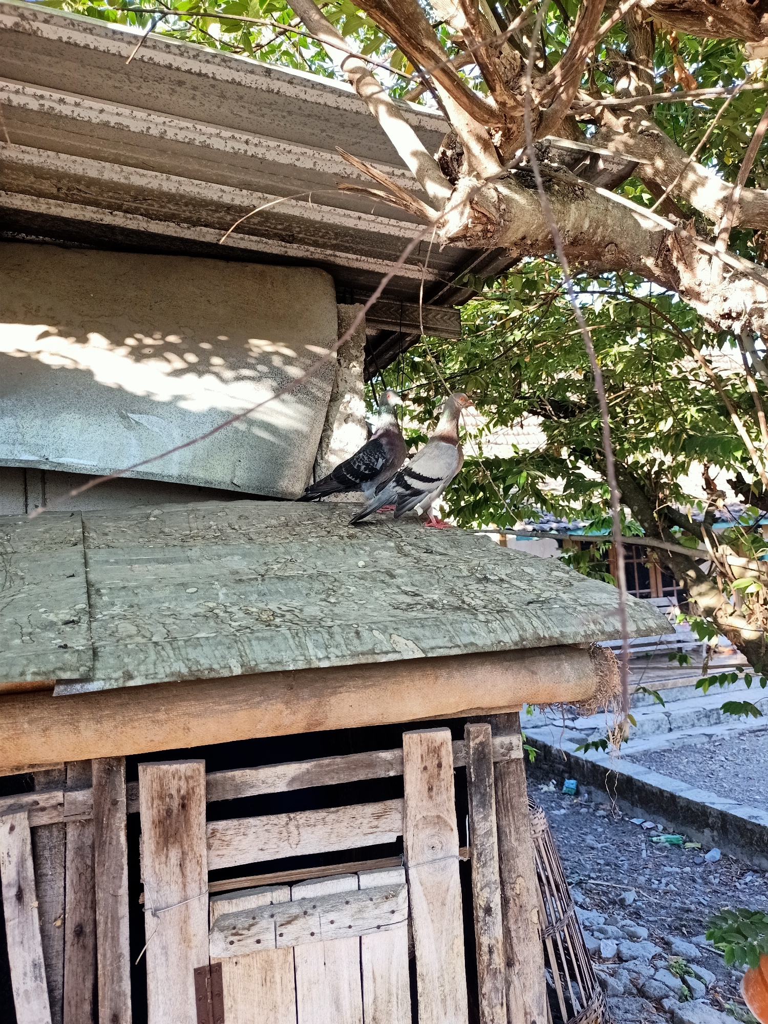 The image depicts an outdoor scene with two pigeons perched on a weathered, grey, corrugated metal roof. The roof is part of a rustic structure, possibly an animal pen, with visible wooden planks and supports. Behind the pigeons, a large, textured concrete slab is partially visible, casting shadows from overhead foliage. Lush green foliage and tree branches from a large tree overhang the scene, with sunlight filtering through. In the background, a stone pathway or ground surface is visible, littered with small stones and some scattered plastic waste. The overall setting appears to be in a rural or semi-urban area, consistent with the location of Kendung, Indonesia. The pigeons are the main subjects, positioned in profile, looking in slightly different directions. The scene is captured in natural daylight, with a slight overcast appearance due to the sunlight filtering through the leaves.