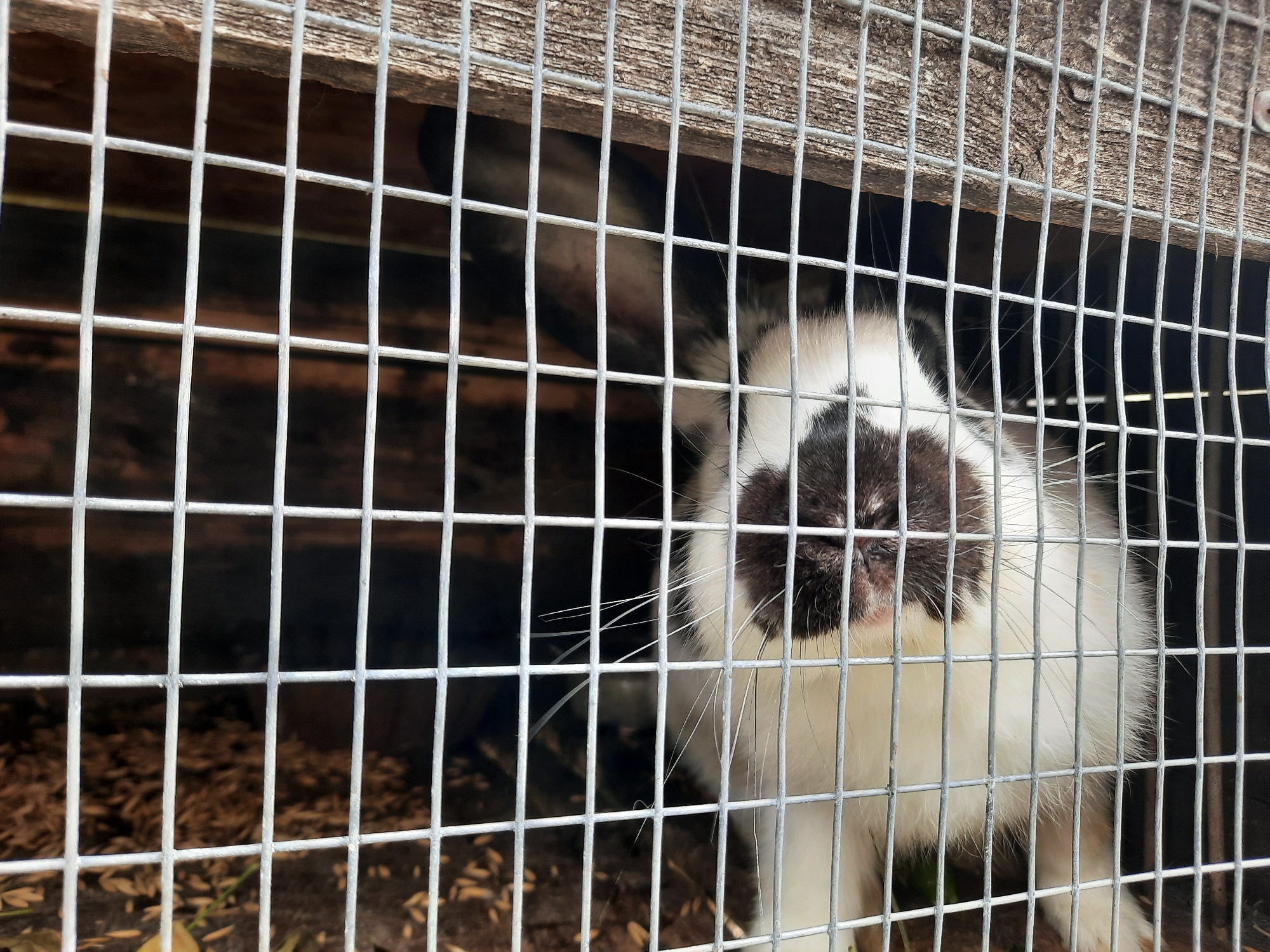 A black and white rabbit is inside a wire cage. The rabbit is facing forward and looking slightly upwards. Its nose is visible, and its ears are long and appear to be folded back. The cage has wooden slats at the top and a metal wire mesh on the front. The floor of the cage is covered with a brown bedding material. The background is dark and appears to be the interior of a structure. The image is taken from a slightly low angle, looking into the cage.