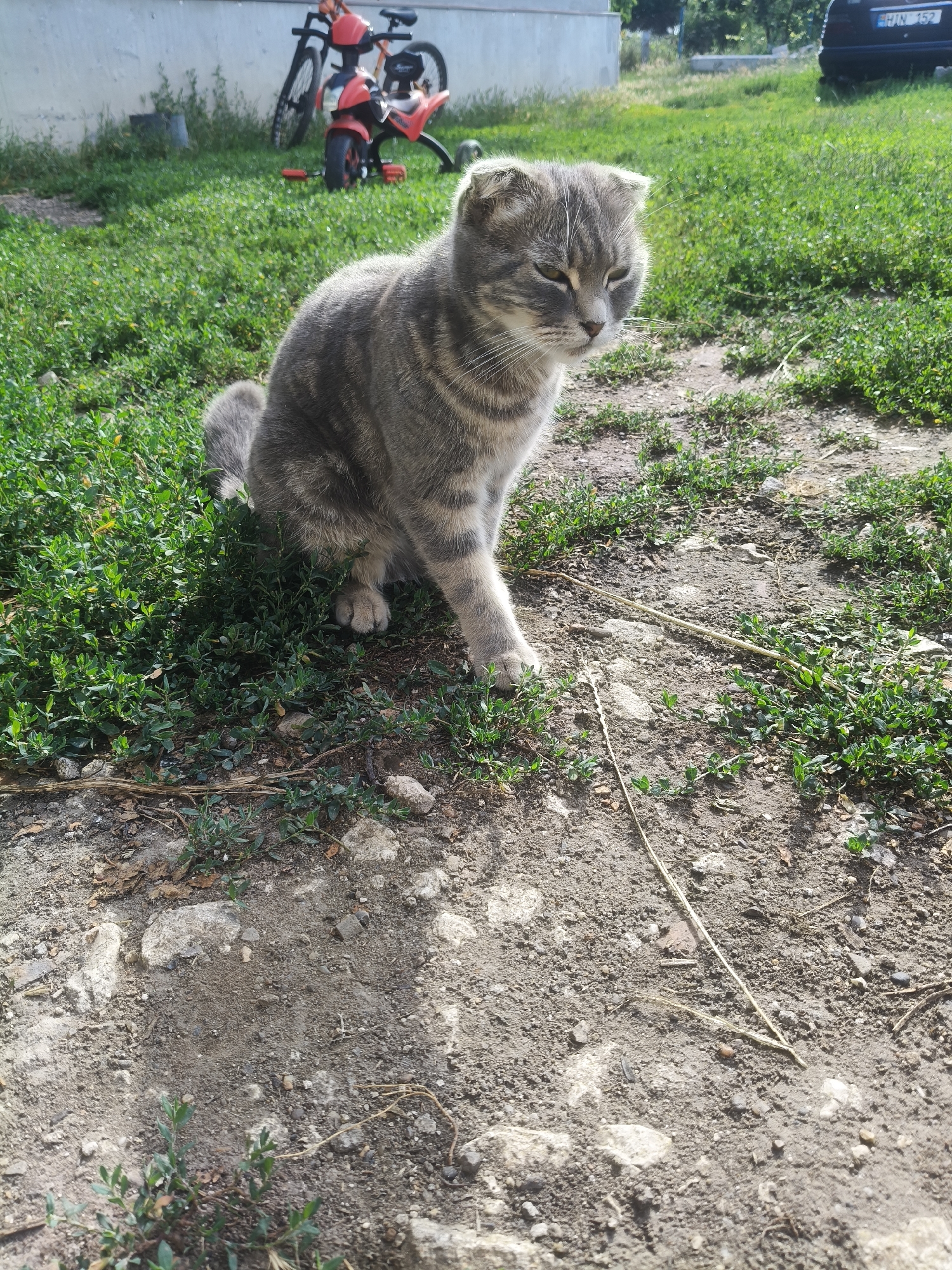 In the city of Grinăuți, Moldova, a grey tabby cat with folded ears sits on the ground in front of green grass. The cat is facing to the right and its eyes are partially closed. In the background, there is a red and black bicycle with training wheels and a portion of a dark-colored vehicle with a license plate that reads "HJV 152". The ground is a mix of dirt and small stones, with patches of green vegetation growing throughout. The scene is outdoors, under a bright sky.
