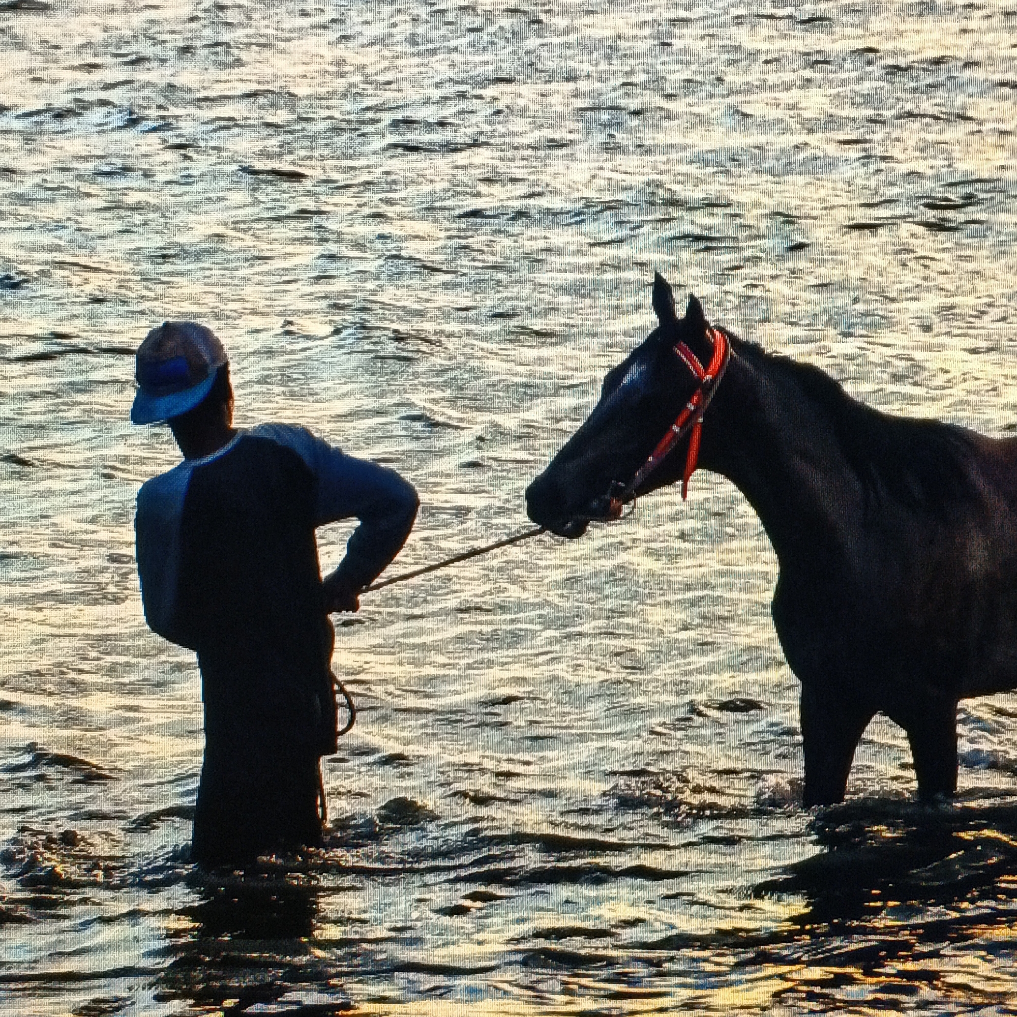 A person wearing a baseball cap and a long-sleeved shirt stands in shallow water, holding a rope. The rope is attached to a dark-colored horse, also standing in the water. The horse is wearing a red halter. The water is rippling and reflects the light. The scene appears to be an outdoor environment, possibly a beach or river. The location is in Ende, Indonesia.