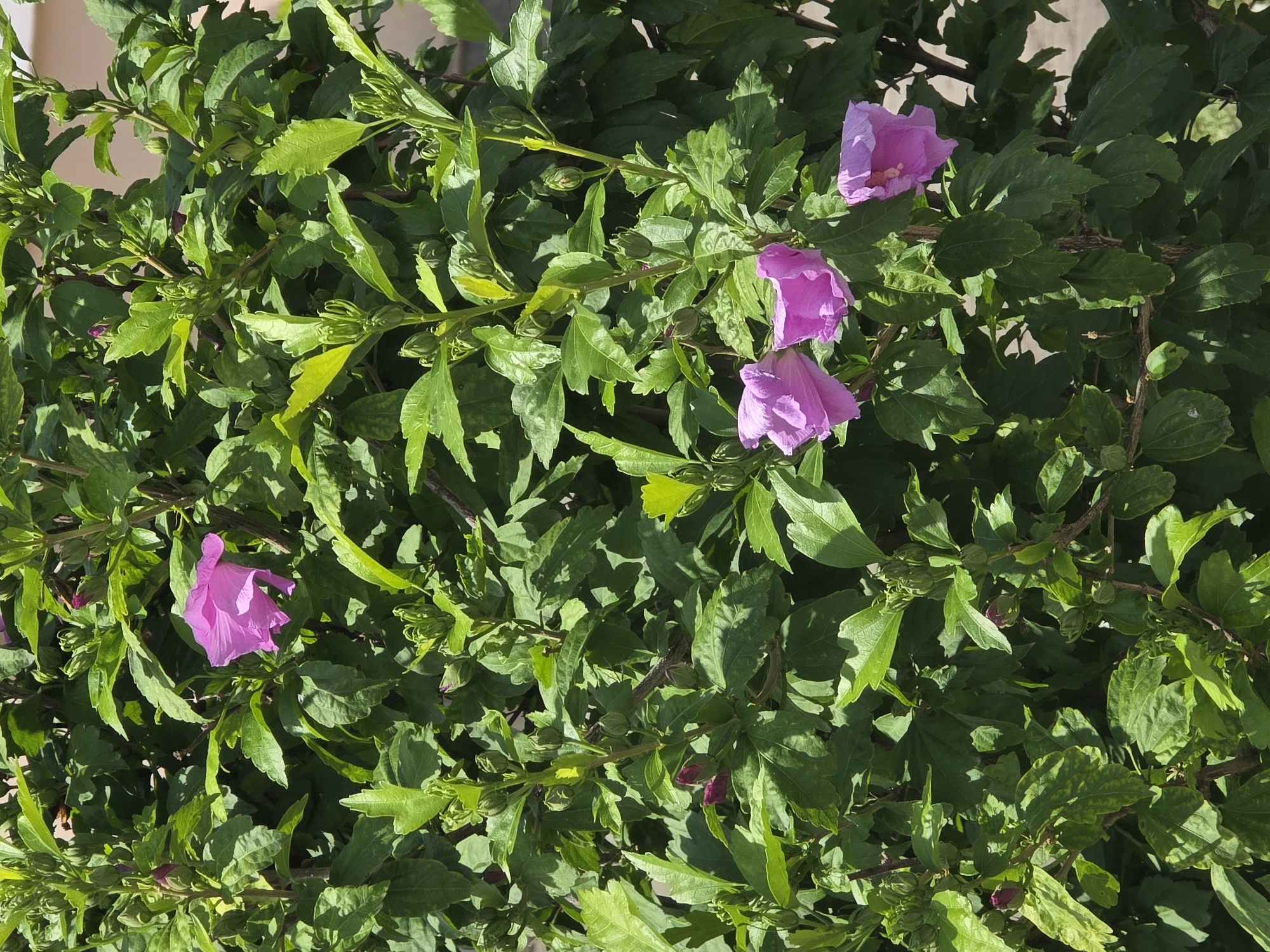 The image shows a close-up view of a flowering bush with green leaves and several pink hibiscus flowers in bloom. The bush is densely packed with leaves and branches, with some unopened flower buds visible among them. The flowers are trumpet-shaped with delicate petals. The lighting suggests it is daytime, with shadows indicating sunlight. The background is out of focus, but appears to be an outdoor setting, possibly a garden or street. The image is taken from a slightly low angle, looking up into the bush. There are no people or animals visible in the image. The scene is located in Dubno, Ukraine.
