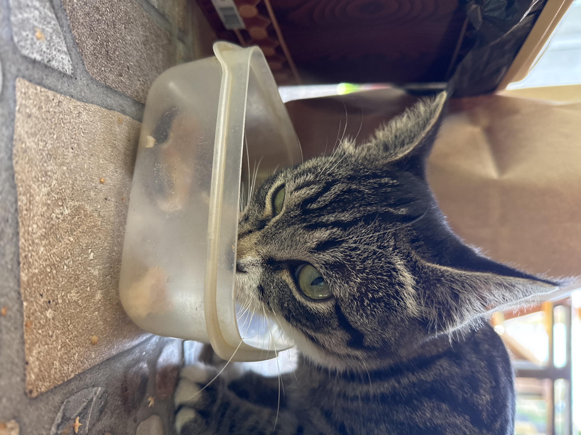 A tabby cat is shown from the chest up, with its head lowered into a clear plastic container filled with food. The cat has green eyes and is looking to the left. The container is on a tiled surface. In the background, a brown paper bag and a dark trash bin are visible. The setting appears to be outdoors or in a covered outdoor area, with natural light and a blurred background suggesting a residential or park environment. The image has been taken in Sary-Oy, Kyrgyzstan.