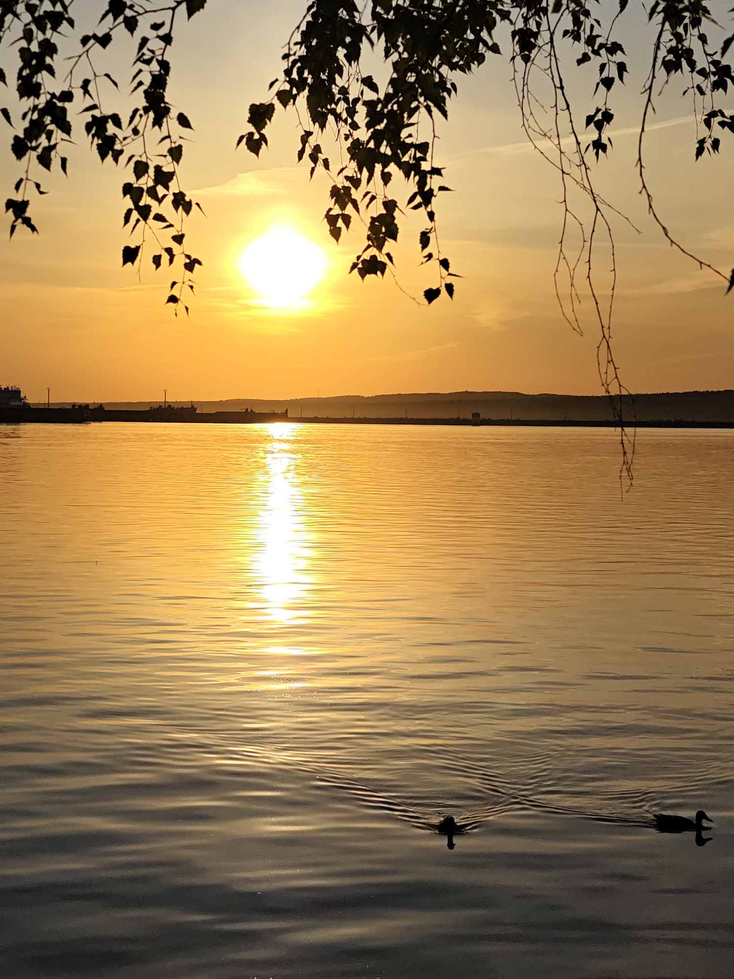 The image captures a sunset over the Kama River in Chaikovsky, Russia. The sun, a bright orb, is positioned near the horizon, casting a golden light across the sky and reflecting on the water's surface. Silhouetted tree branches with leaves frame the upper part of the image. The river surface exhibits gentle ripples. Two ducks are visible in the lower portion of the image, swimming away from the viewer. In the distance, the opposite bank of the river features a low, dark line of land with some structures.