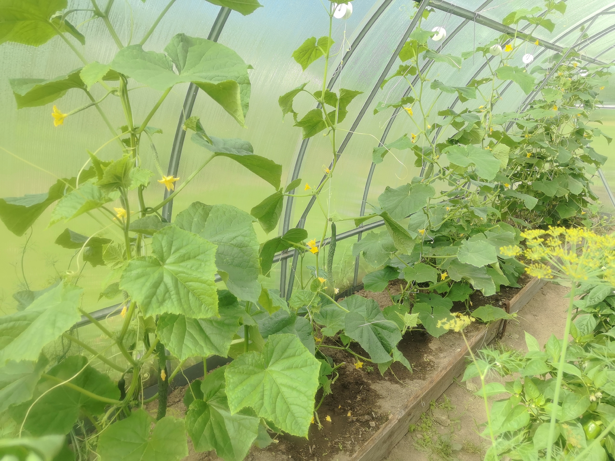 The image shows a greenhouse with rows of cucumber plants growing on trellises. The plants have large green leaves and are covered in yellow flowers, with some small cucumbers beginning to form. The greenhouse is made of clear plastic sheeting supported by a metal frame. The ground inside the greenhouse is covered with soil and some scattered debris. In the foreground, there is a wooden raised bed containing more plants. The overall impression is one of a well-maintained vegetable garden. The location is identified as Kashino, Russia.