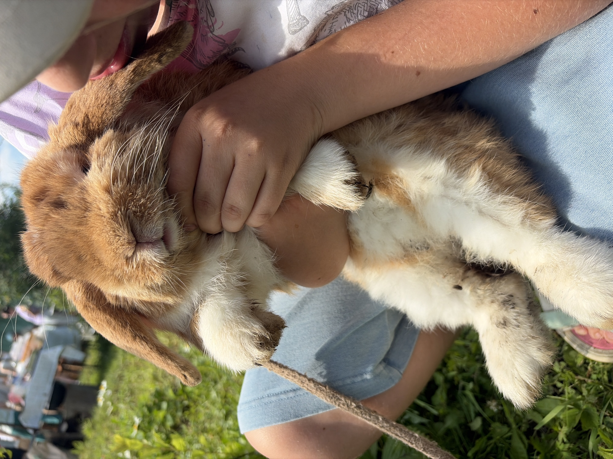 A young person in light blue shorts and a white shirt with a pink and purple pattern holds a brown and white lop-eared rabbit. The rabbit is held close to the person's face, with its ears hanging down. The person's hands are supporting the rabbit. The background is blurred but appears to be an outdoor setting with green grass, foliage, and tables with people in the distance, possibly at an event or gathering. The lighting suggests it is daytime with sunlight. The location is Prikamskii, Russia.
