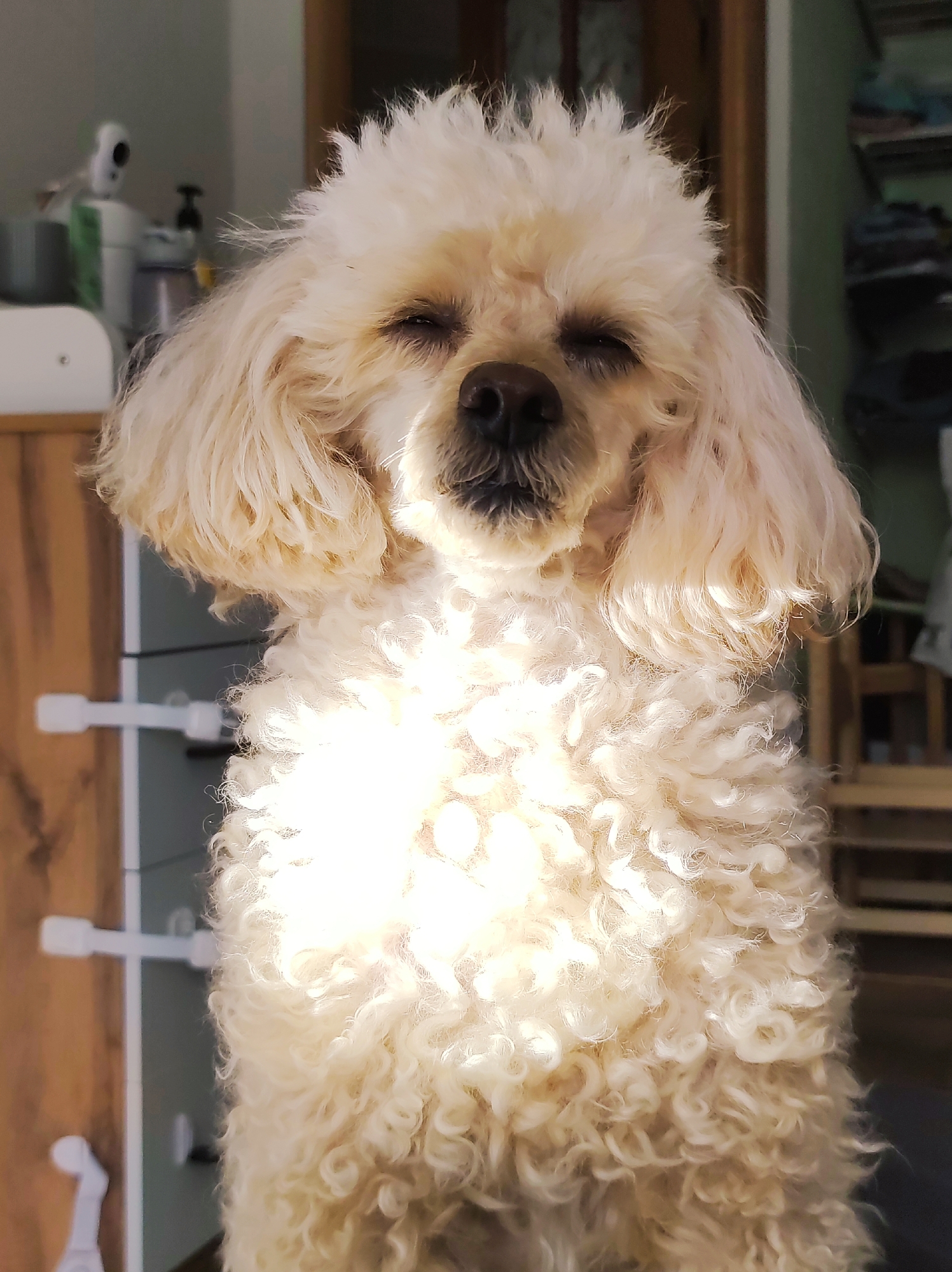 A medium shot captures a light-colored poodle with tightly curled fur and closed eyes, possibly sleeping or relaxing. The dog is positioned centrally in the frame. The background includes a wooden cabinet with drawers and a glimpse of other objects, suggesting an indoor setting, possibly a home. However, the exact location within Chaikovsky, Russia, cannot be determined from the image.
