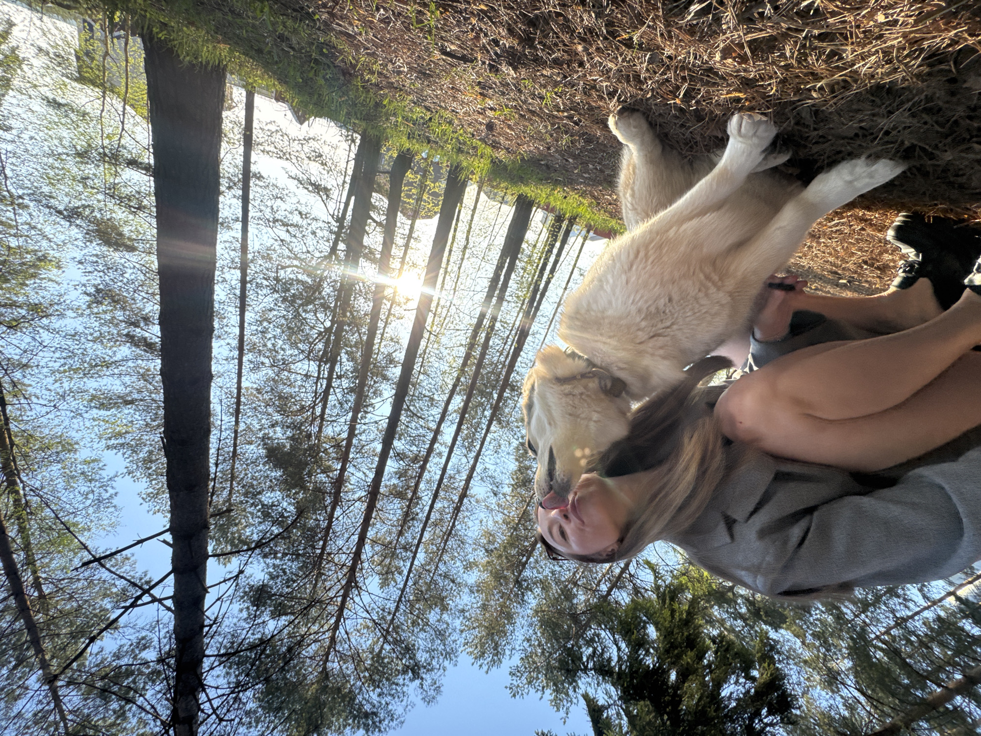 A woman in a gray long-sleeved shirt is sitting on the ground, being licked on the face by a large, light-colored dog. The woman is wearing black shoes. The scene is set in a wooded area with tall trees, some of which are illuminated by sunlight. The ground is covered with leaves and grass. The location is in the city of Прикамский, Russia.