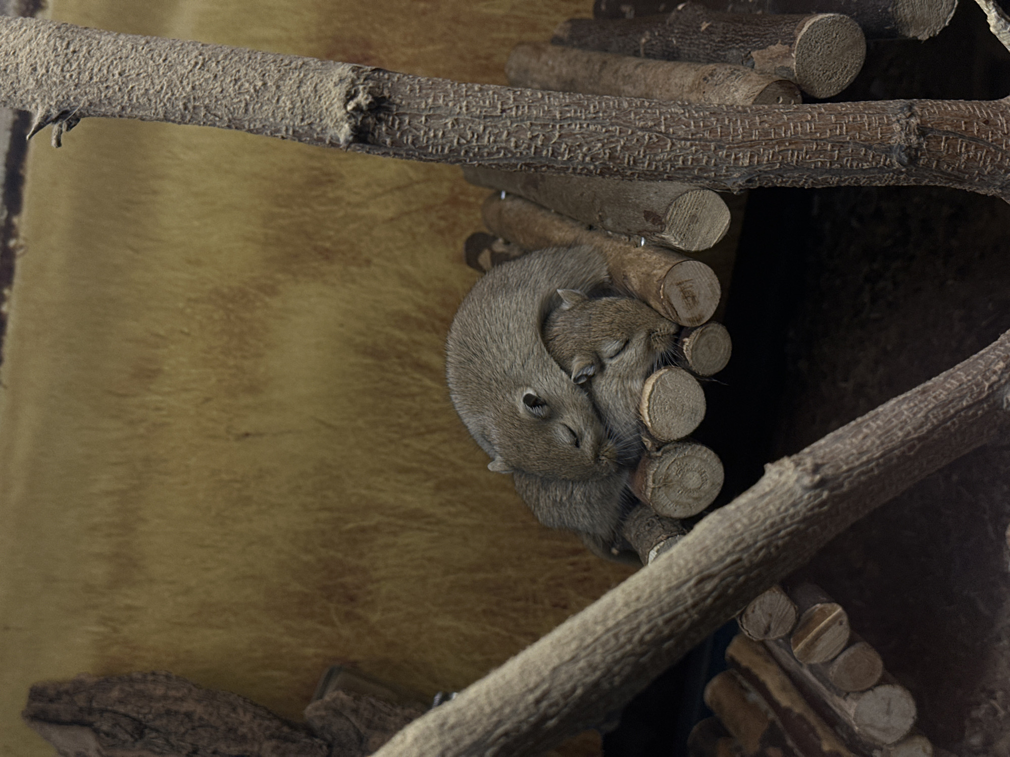 Two gerbils huddle together on a wooden platform made of logs and branches. The gerbils are gray-brown with small ears and closed eyes, suggesting they are sleeping or resting. The wooden structure is situated in an enclosure with a textured backdrop, possibly simulating a natural habitat. The location is Belgrade, Serbia.