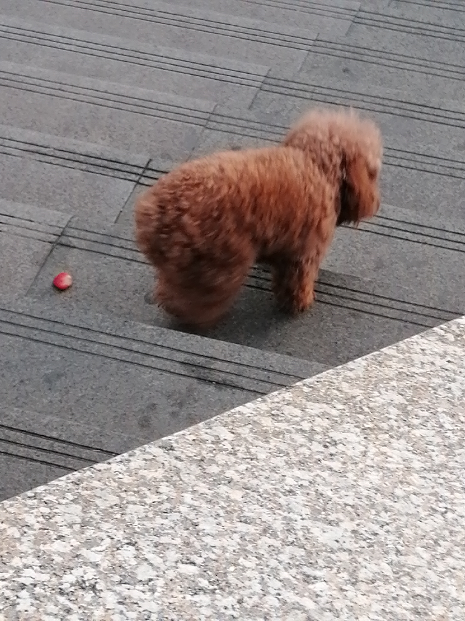 The image shows a fluffy, reddish-brown poodle standing on a gray, textured surface with horizontal grooves. The dog is facing away from the camera, with its tail held high. To the left of the dog, on the same surface, is a small, red, round object, possibly a berry or a small piece of fruit. The surface appears to be a set of stairs, indicated by the gradual downward slope and the distinct steps. In the foreground, a portion of a speckled, light-colored surface, likely a railing or another part of the staircase, is visible. The overall lighting suggests it is daytime, with no specific indication of weather conditions. The setting appears to be an outdoor environment, possibly a park or public space, given the presence of stairs and the naturalistic lighting. The image is cropped in a way that focuses on the dog and its immediate surroundings.