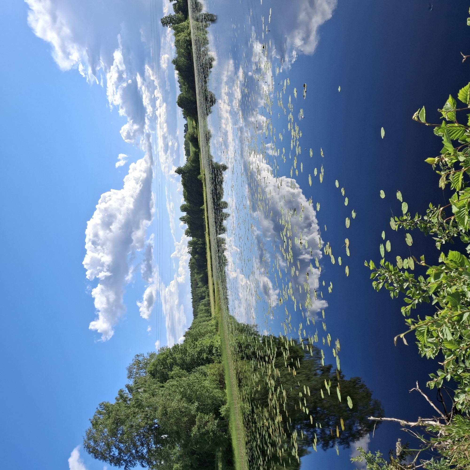 The image depicts a serene natural scene of a lake bordered by a dense forest. The water is a deep blue, reflecting the sky and clouds. Lily pads are scattered across the surface of the lake. The sky is bright blue with fluffy white clouds, suggesting a sunny day. The vegetation along the shore is lush and green, with trees forming a thick line. Some branches with green leaves are visible in the foreground, on the right side of the image. The overall mood is peaceful and tranquil. The image appears to be taken outdoors in a natural environment, likely during daylight hours. There is no visible text in the image. The orientation of the image suggests it was taken vertically. The location is specified as unknown, Norway.