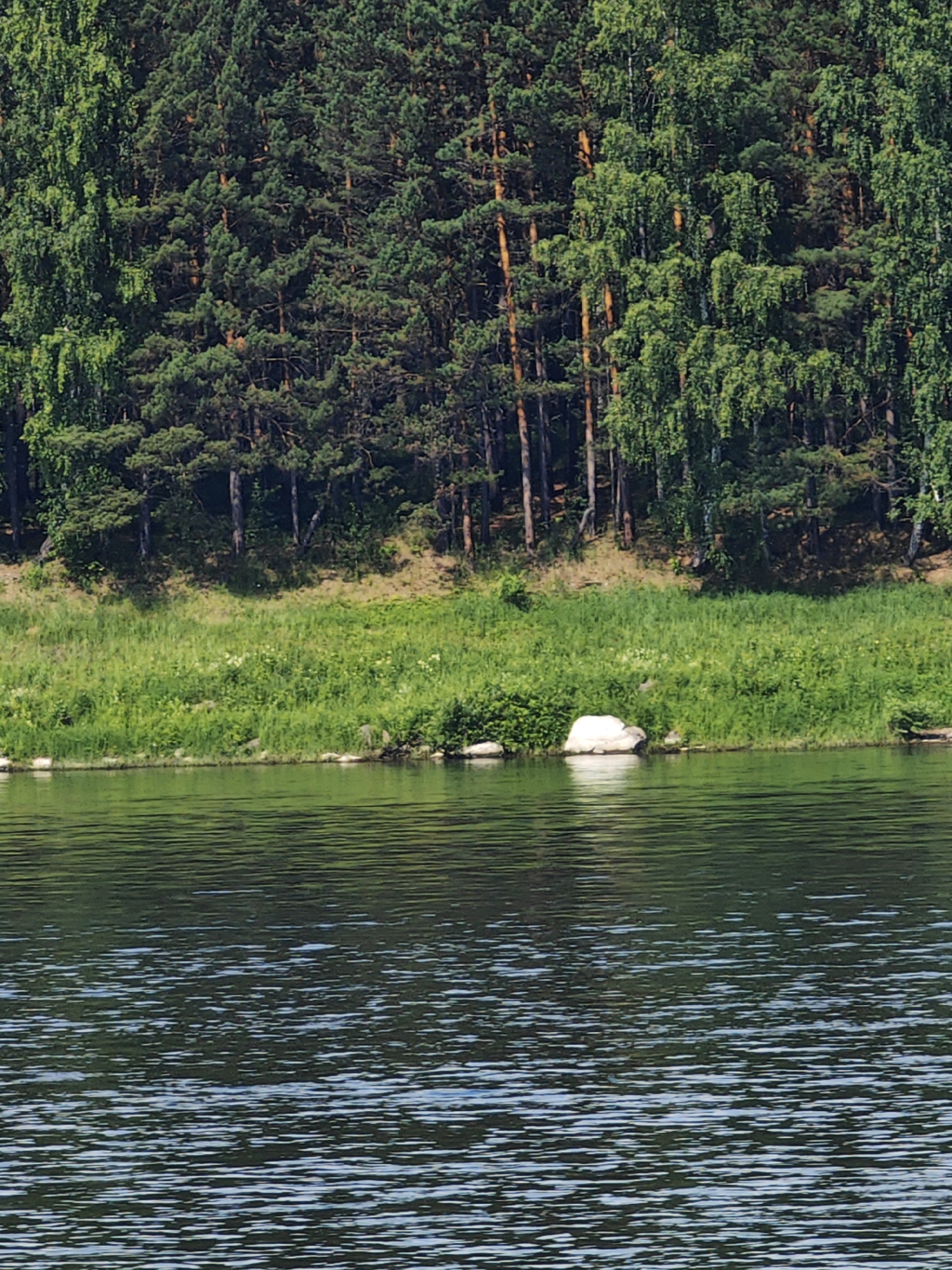 The image shows a body of water in the foreground, with a dense forest lining the far bank. The forest is composed of a mix of pine and deciduous trees, with some taller, thinner trees interspersed among the denser evergreens. The shoreline is a grassy slope dotted with rocks, including a large white rock near the center of the frame. The water has ripples on its surface, reflecting the green of the trees and the blue of the sky. The scene appears to be a natural landscape, possibly a river or lake, located in Podporozh'e, Russia. There are no people or man-made structures visible in the image. The overall impression is one of tranquility and natural beauty.