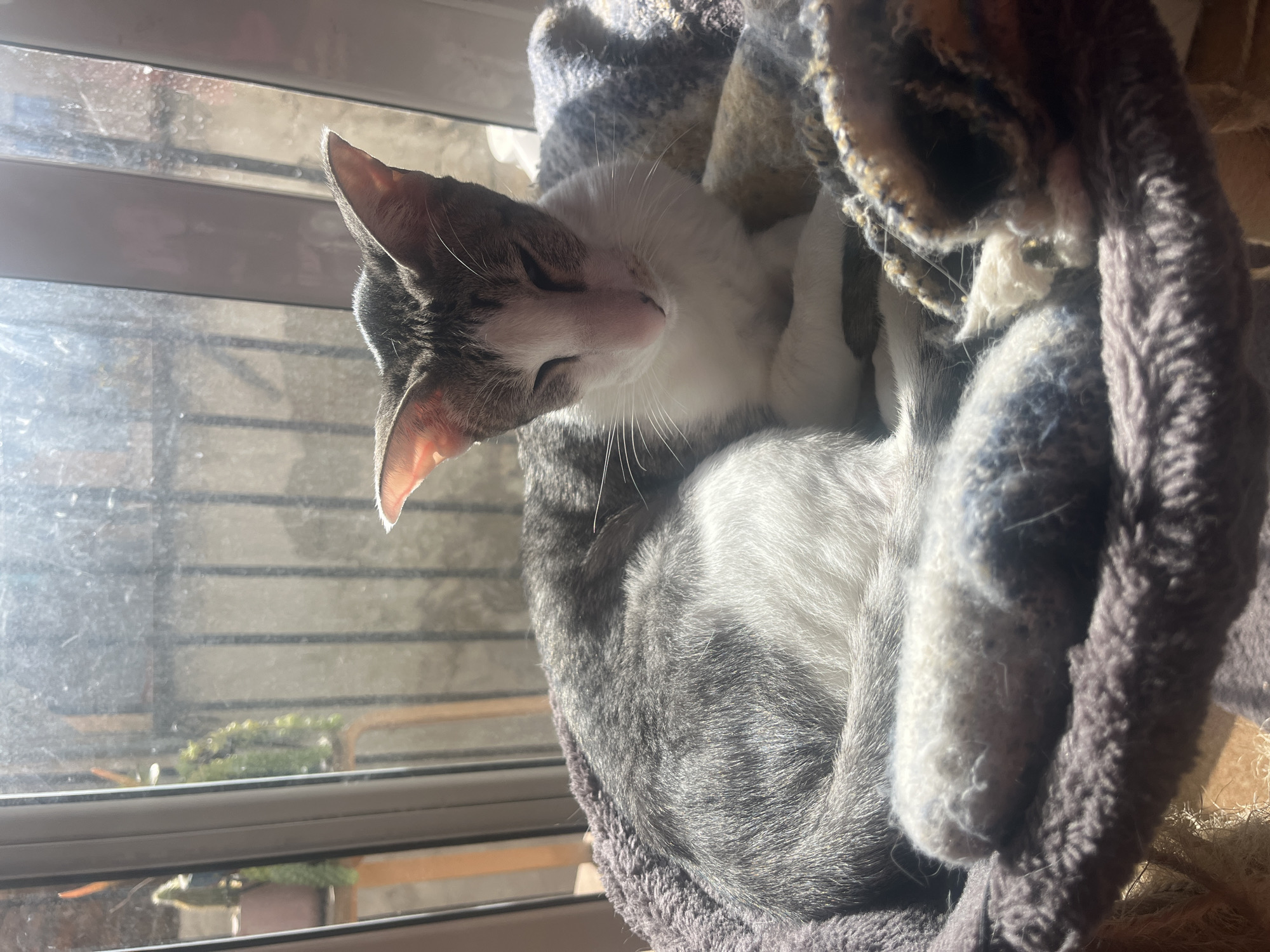 A white and gray tabby cat is peacefully sleeping or resting in a plush, woven cat bed or hammock, positioned near a window. The cat is curled up, with its eyes closed and whiskers visible, its head nestled against the soft material of the bed. Bright, natural light streams in from the window, illuminating the cat's fur and the surrounding textures, indicating it is daytime with sunny weather.
The setting is indoors, with the window revealing a blurred view of the outside, which includes horizontal window frames and hints of green foliage or potted plants, suggesting a balcony or outdoor garden area. The window surface shows some dust or streaks. The cat's bed is made of a soft, textured material, likely fleece or a thick knit, providing a warm and comfortable spot. The overall scene conveys a sense of tranquility and comfort. Given the context, this scene is set in Barcelona, Spain. No text is visible in the image.