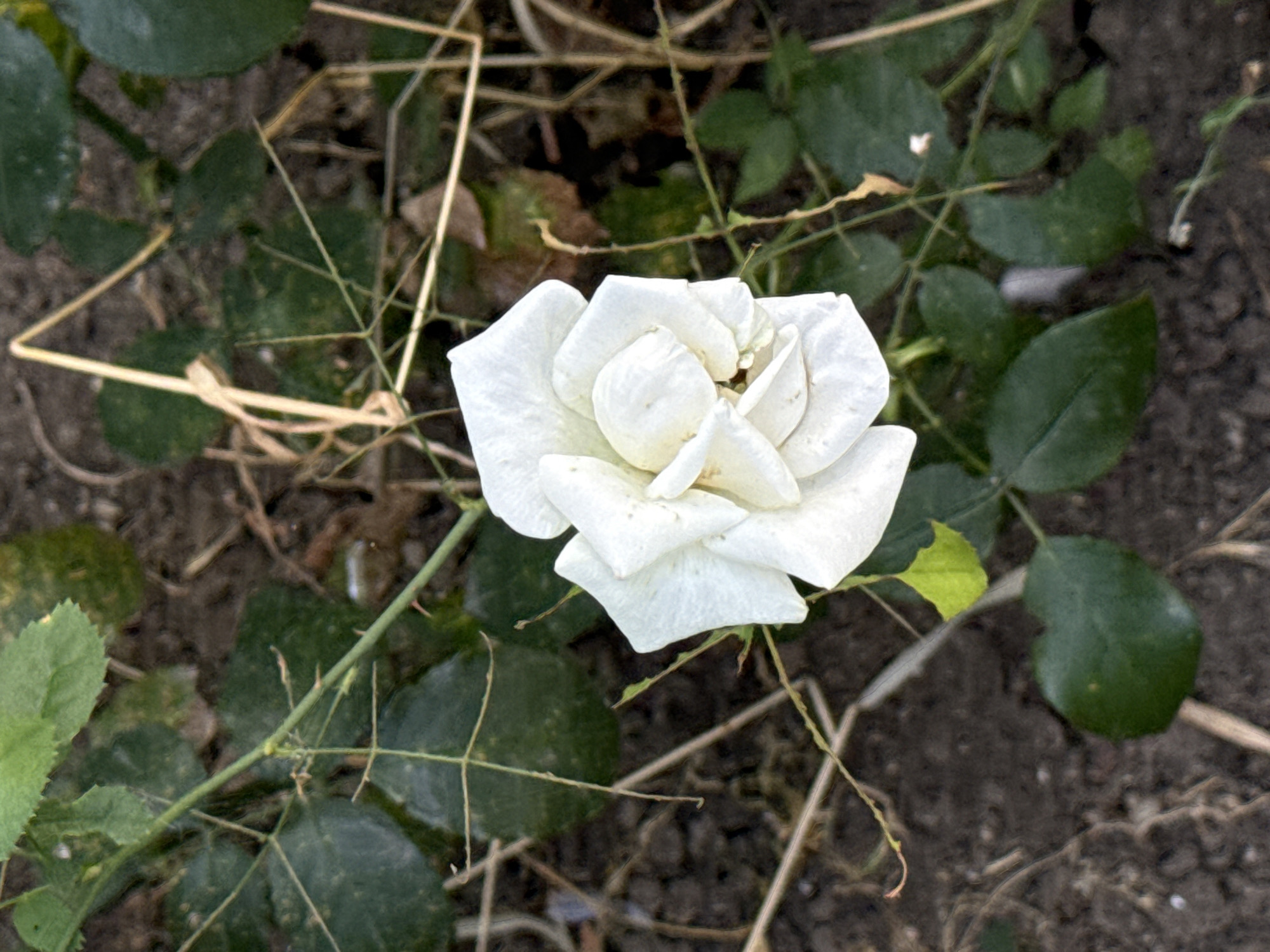 A close-up, overhead shot captures a single white rose in full bloom, positioned slightly off-center to the right. The rose is surrounded by dark soil, interspersed with dry, tan-colored twigs and green rose leaves. The lighting suggests it is daytime, with no direct sunlight illuminating the scene. The overall impression is of a natural setting within a garden or park, likely in Bălți, Moldova, given the context. No people are visible, and no specific actions or interactions are depicted.