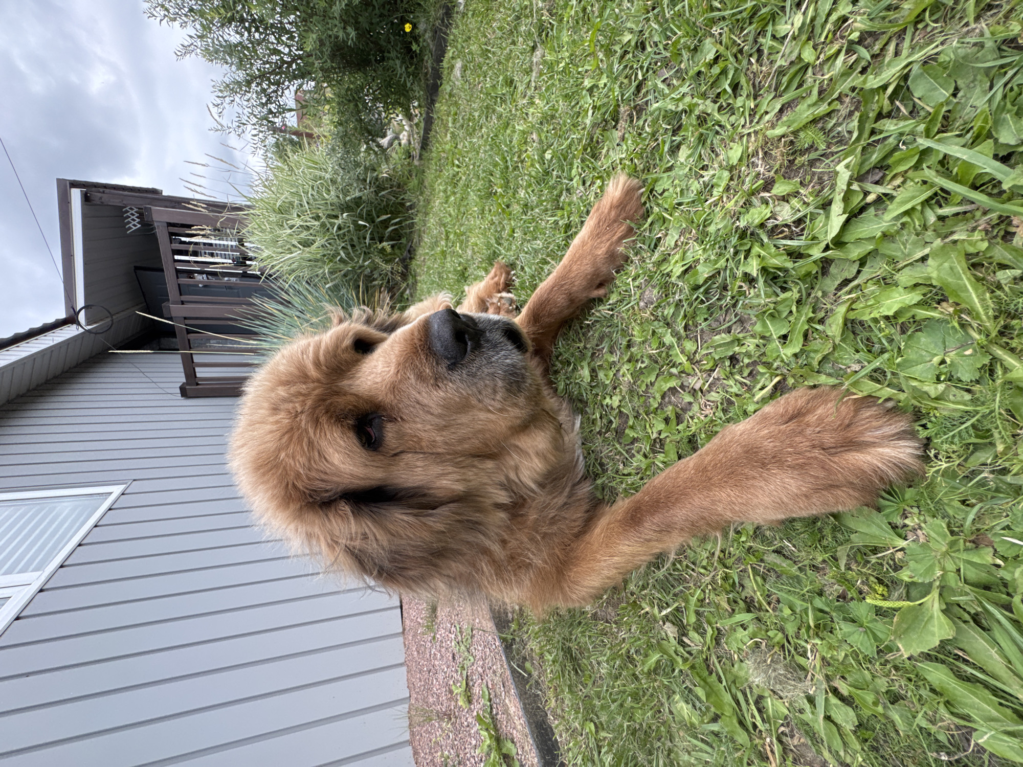 A medium-shot, eye-level, outdoor, daytime photograph captures a large, fluffy, light brown dog lying on a patch of green grass in Kempelevo, Russia. The dog is positioned in the foreground, facing to the right and slightly downward, with its head resting on its paws. Its fur is thick and wavy, with darker brown tones around its muzzle and eyes. The dog has a dark nose and a visible right eye, which appears dark brown. Its front paws are extended forward on the grass, and its hind legs are tucked beneath its body.
Behind the dog, a light gray, clapboard-sided building with a white-trimmed window is visible to the left. A wooden deck with dark brown railings extends from the building on the right. Tall green grasses and other vegetation, including some with light green and white stripes, are growing behind the dog and around the deck. In the distance, more green foliage and a hint of a yellow flower are visible. The sky above is overcast with gray clouds. The ground in front of the building and to the left of the dog is covered in small, reddish-brown gravel.