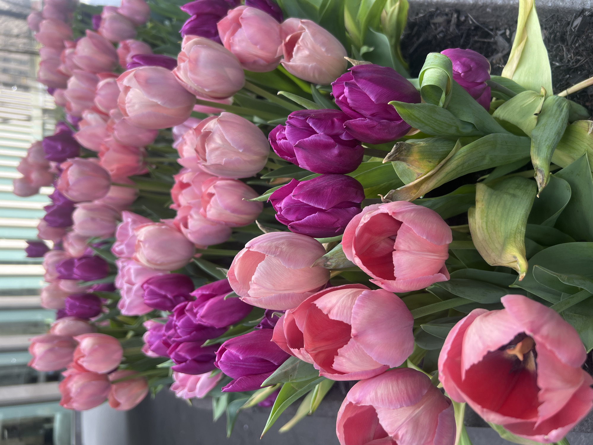 A dense arrangement of tulips, predominantly in shades of pink and purple, is the focal point of the image. The tulips are densely packed together, with blooms in varying stages of opening. The background suggests an urban environment, possibly a street or sidewalk, given the glimpse of a building. The colors are vivid, and the overall impression is that of a deliberate and carefully curated display. The location is likely a street scene in New York City, USA.