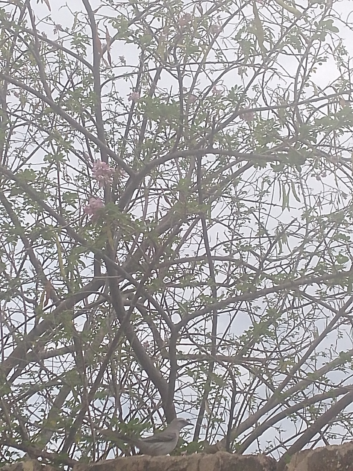 The image shows a tree in Juan Griego, Venezuela, with bare branches and sparse green leaves, some pink flowers, and long, green seed pods hanging from the branches. At the bottom left, a gray bird is perched on a wall. The sky is overcast.