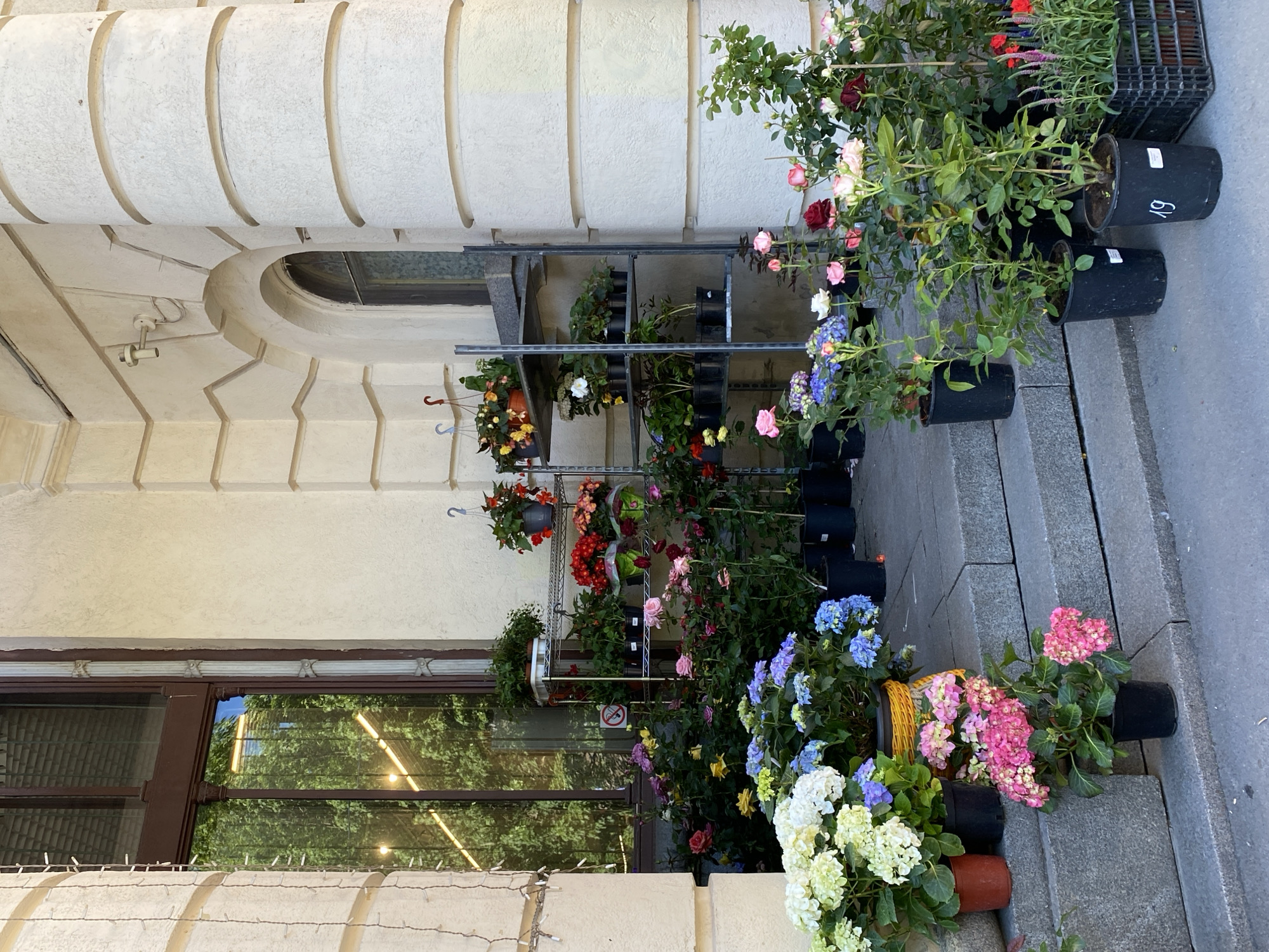 This media file captures an outdoor flower display against a classical building facade in Saint Petersburg, Russia. The scene is dominated by a vibrant collection of potted flowering plants, primarily roses in various shades of pink, red, and white, alongside colorful hydrangeas in blue, purple, white, and pink. Many plants are housed in simple black plastic pots, with some in terracotta-colored pots and one in a yellow woven basket.
The flowers are arranged on tiered metal shelving units, with some smaller potted plants hanging from hooks. Other larger plants are placed directly on the grey paved sidewalk and stone steps. A black plastic crate is visible on the right side of the display. The background features a light-colored, ornate building facade with textured, horizontal curved moldings and an arched recess near the top. Below the flower display, a large glass window or door reflects the green leaves of unseen trees and interior lights, indicating daytime.
Notable details include a small, white security camera mounted on the building's ceiling near the arched recess. A red and white circular "no smoking" sign is affixed to the glass door. On some of the black plant pots, a white label with the number "19" is visible. The bright natural lighting suggests a clear day, highlighting the fresh, blooming flowers set against the historic architecture.
