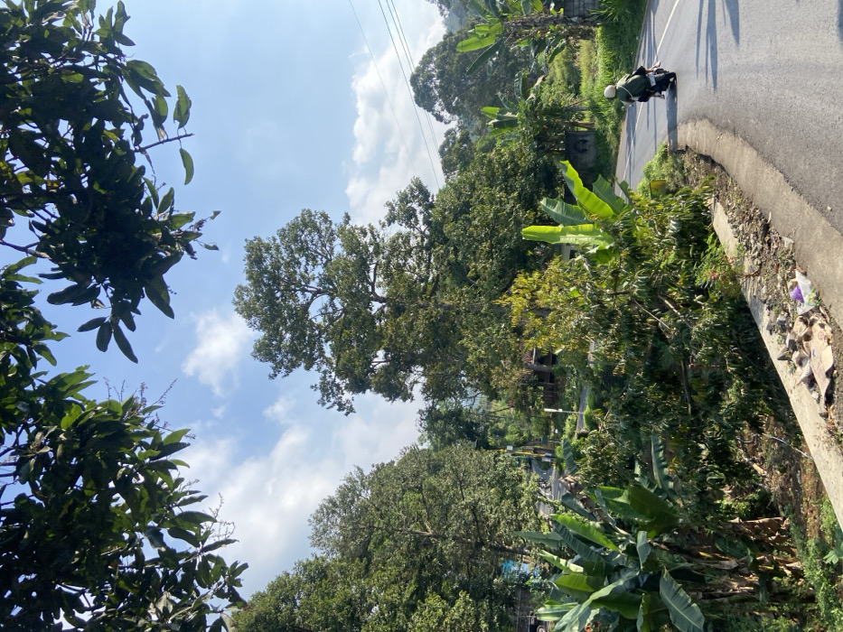 The image depicts an outdoor scene in the city of Sukoreno, Indonesia, under a bright blue sky with scattered white cumulus clouds. The foreground is framed by dark green leaves and branches from an overhead tree canopy. A two-lane asphalt road curves to the left, with a single white line marking its right edge. A concrete barrier or curb runs parallel to the road on the immediate right, featuring discarded debris including plastic and fabric.
One individual on a dark-colored motorcycle is visible on the right side of the road, traveling away from the camera. The rider wears a light-colored helmet and clothing, with a dark object secured to the rear of the motorcycle.
The environment is heavily vegetated with lush green foliage. Prominent large banana plants with broad leaves are visible on both sides of the road. Numerous tall, dense broadleaf trees characterize the mid-ground and background, consistent with a tropical or subtropical landscape. Distant hills or elevated terrain are visible in the background, beneath faint utility lines.