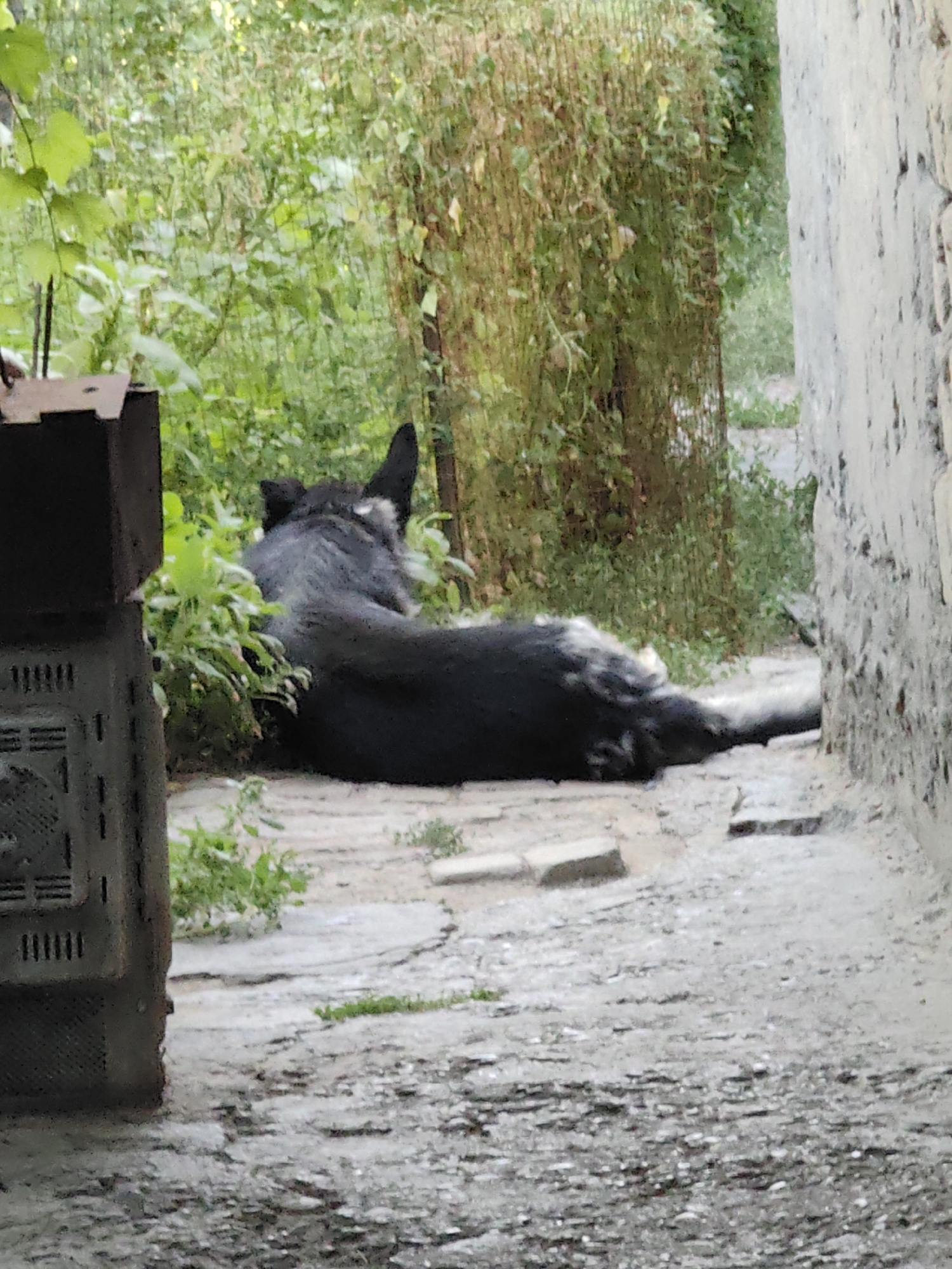 A black and grey dog is lying down on a paved surface next to a light-colored wall. The dog is facing away from the camera, with its head turned to the left. Green foliage and a fence are visible behind the dog. To the left of the dog is a dark-colored object with a perforated surface. The scene appears to be outdoors, possibly in a yard or alleyway in the city of Shymkent, Kazakhstan.
