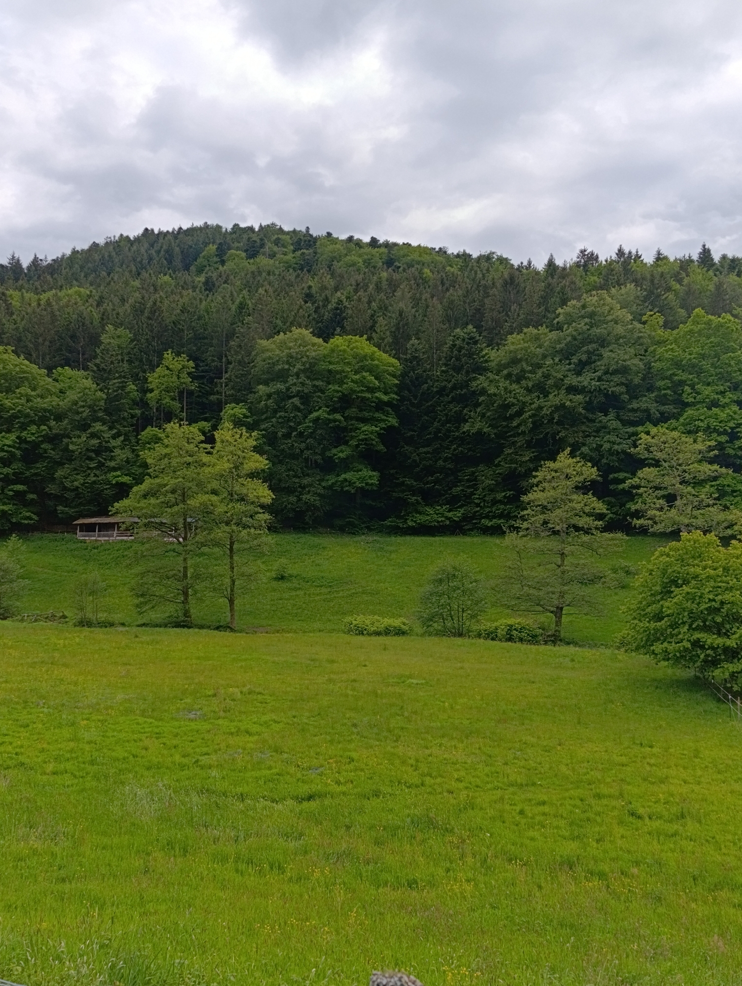 The image shows a verdant meadow leading up to a dense forest under a cloudy sky. In the mid-ground, a small wooden structure is visible amidst the trees and foliage. Three sparsely spread trees are in the green meadow. The location is in an unidentified area within an unknown city.