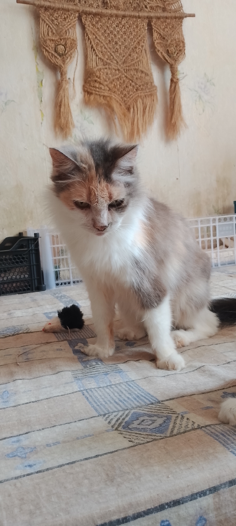 The image depicts a tortoiseshell cat sitting on a patterned surface, possibly a bedspread or rug. The cat is looking downwards and appears to be resting. Beside the cat, there is a small black toy mouse. In the background, a macrame wall hanging is visible, as well as a white plastic crate or cage. The wall behind the hanging appears to be textured and possibly wallpapered. The overall environment seems to be indoors, with soft lighting. No specific location in Belgorod, Russia can be identified from the visual information provided.