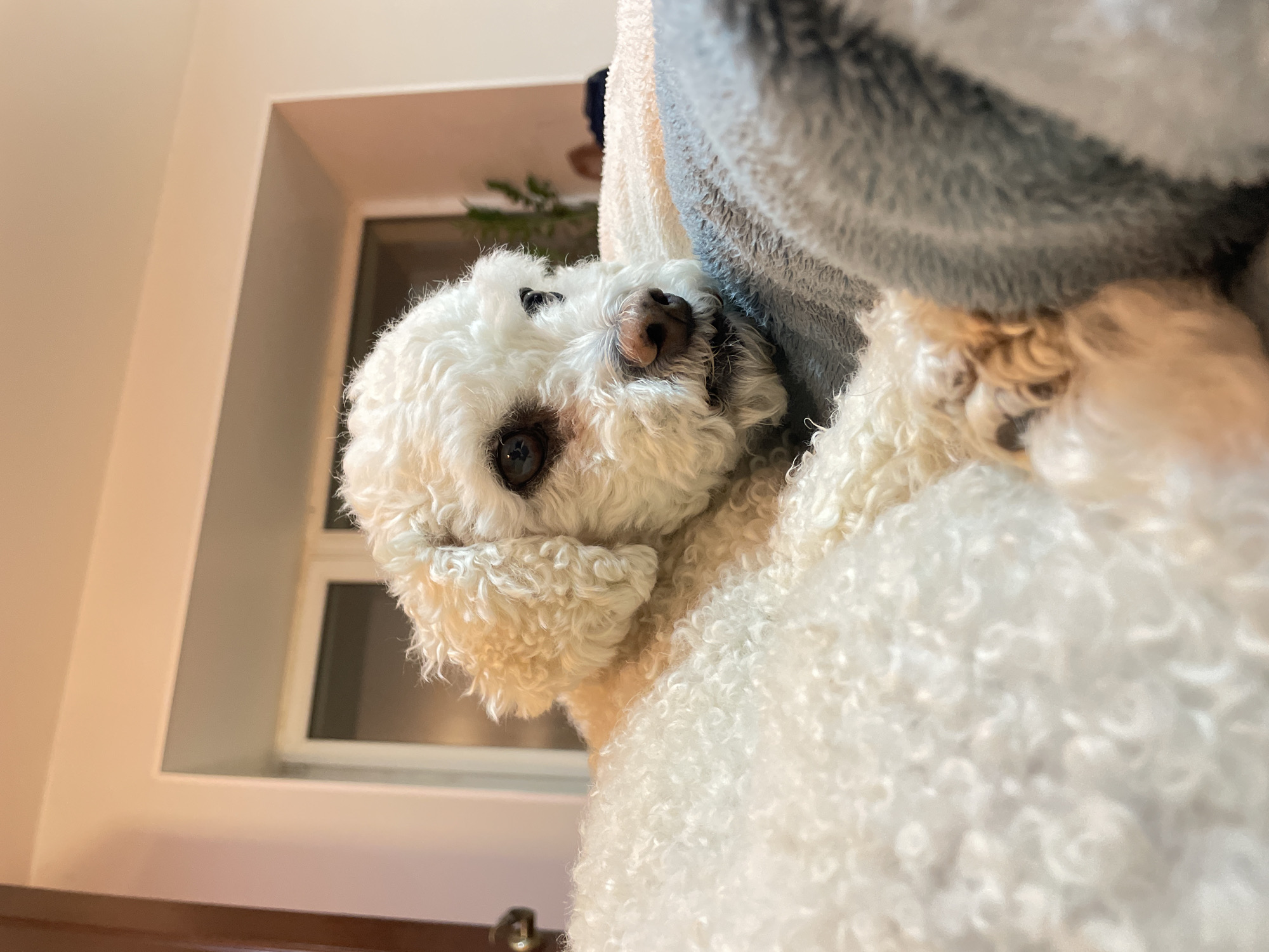 A close-up shot from a low angle shows a white Bichon Frise dog looking downward. The dog's head is tilted to its left, with its dark eyes visible. The dog is partially covered by a soft, light blue and white blanket. In the background, a window is visible, but the view outside is obscured. The location, Yekaterinburg, Russia, is not discernible from the visual information provided.