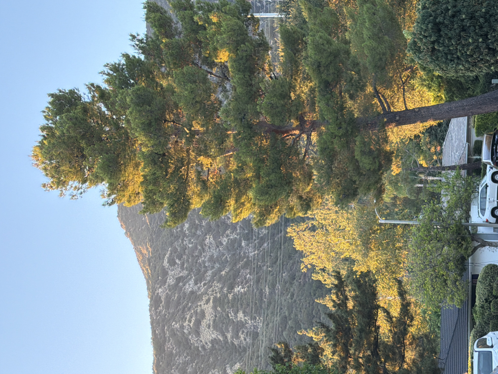The image depicts a residential street in La Cañada Flintridge, California, USA, at golden hour. A large pine tree dominates the foreground, its branches catching the warm sunlight. In the background, a sun-drenched, chaparral-covered hillside rises under a clear blue sky. Power lines are visible crossing the hillside. Homes with tiled roofs are partially visible at the bottom of the frame, along with parked cars, including a white SUV and a dark sedan. Lush green foliage and other trees surround the residential structures.