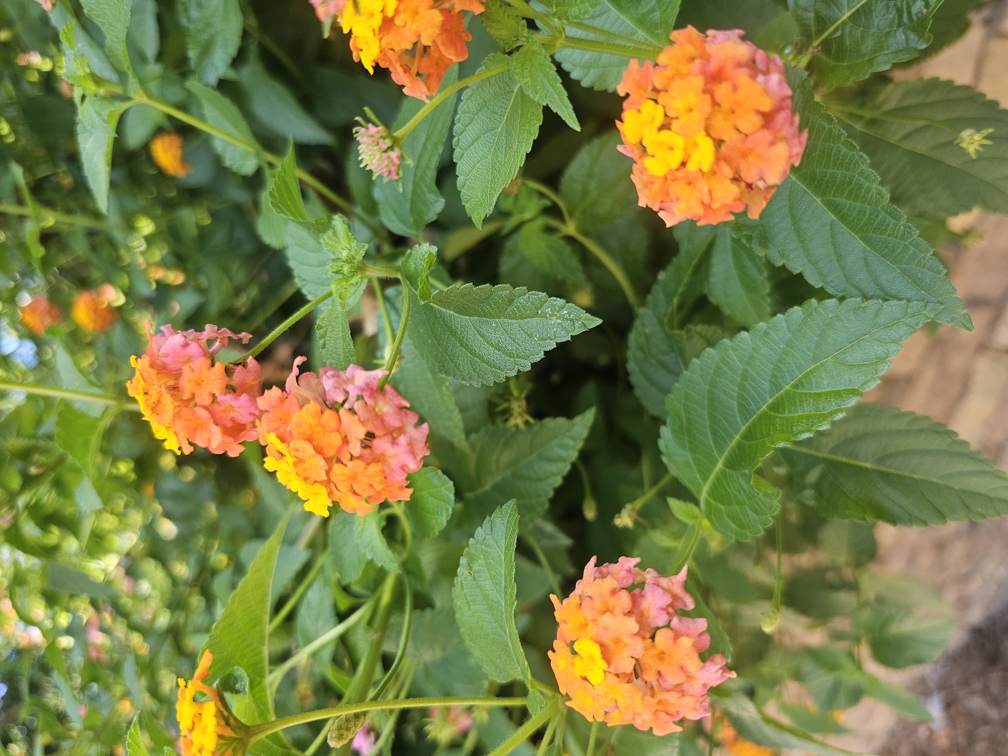 A close-up, slightly angled outdoor shot captures a cluster of vibrant Lantana flowers, transitioning from yellow to orange and pink hues, nestled amidst lush green foliage. The blossoms, arranged in a rounded inflorescence, exhibit a textured appearance with many small petals. Scattered throughout the scene are several green leaves with serrated edges, some showing a slightly glossy finish. The background is softly blurred, revealing more of the plant's greenery and hints of other orange flowers further away, suggesting a dense garden or shrubbery. In the lower portion of the frame, a portion of a brick wall is visible, providing a textural contrast to the organic forms of the plant. The lighting suggests it is daytime, with diffused sunlight creating soft highlights on the leaves and flowers. The scene is devoid of any human presence.