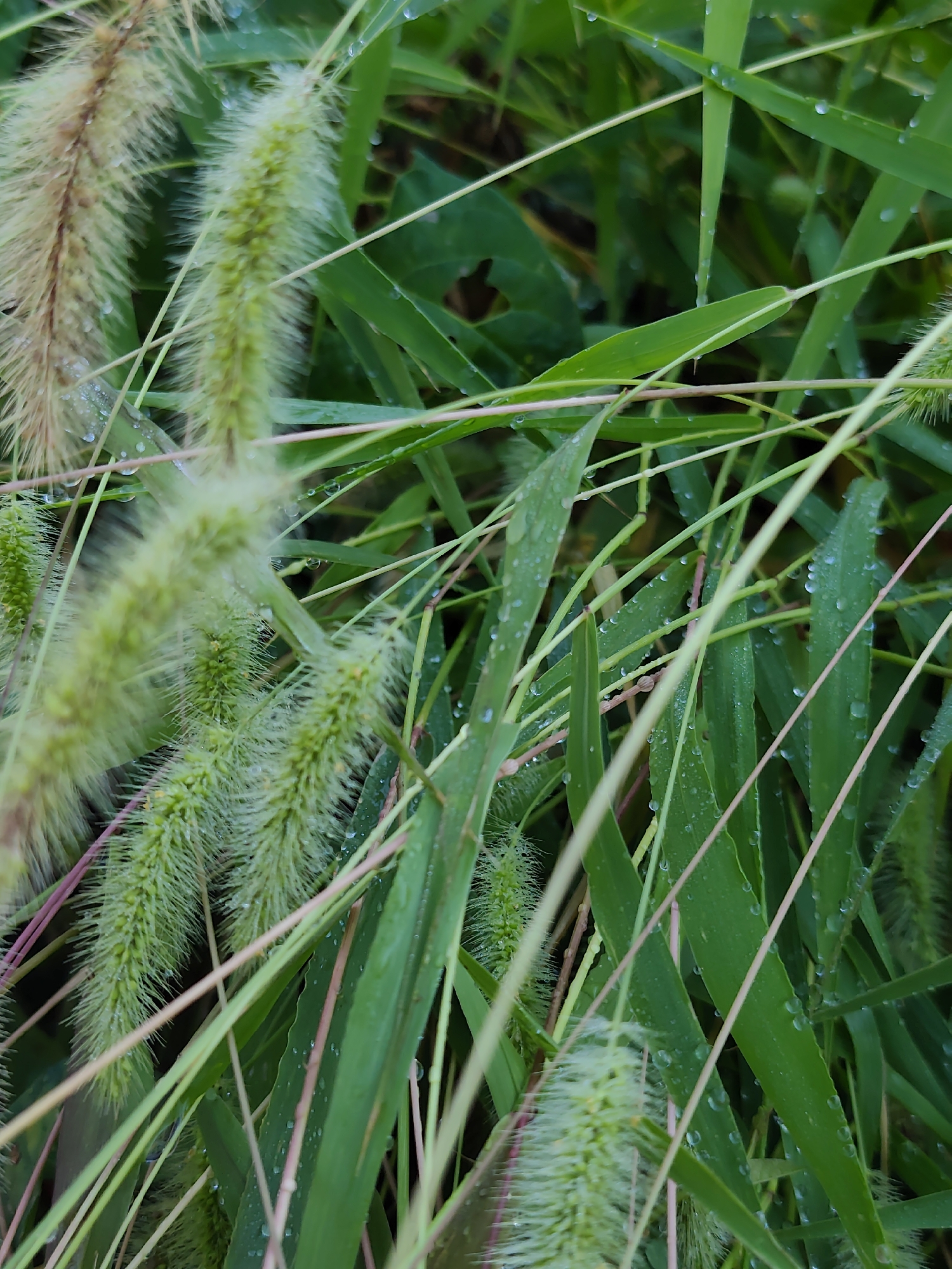 A close-up, eye-level shot captures a patch of lush green grass speckled with dew drops, suggesting a recent rainfall or morning mist. The focus is on several fluffy, green seed heads, resembling foxtails, which are partially obscured by the surrounding blades of grass. The scene is likely a natural or garden setting within the city of Oryol-Izumrud, Russia, where the dense foliage and dampness indicate a humid environment. No people or animals are visible in the frame, and no specific actions or interactions are depicted. The overall impression is one of natural abundance and the quiet beauty of plant life after a period of moisture.