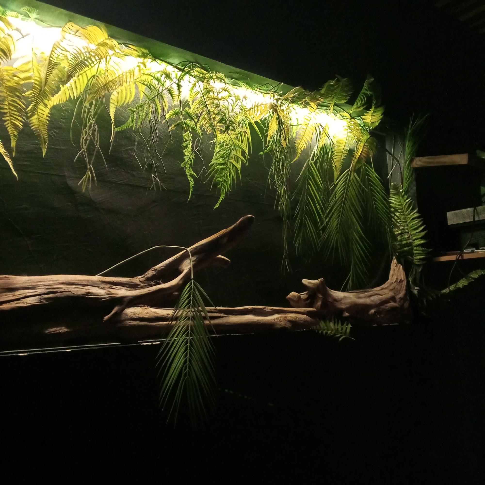 The image shows a dimly lit, artificial jungle display, possibly in a restaurant or bar in Chaikovsky, Russia. A long, weathered driftwood log stretches horizontally across the frame. Above the log, artificial fern fronds hang down, illuminated by a light source. The background is dark. Shelves and electronics are visible in the upper right of the frame. The lack of detail in the background suggests a deliberately obscured, low-lit environment. There are no people or animals visible in the image.