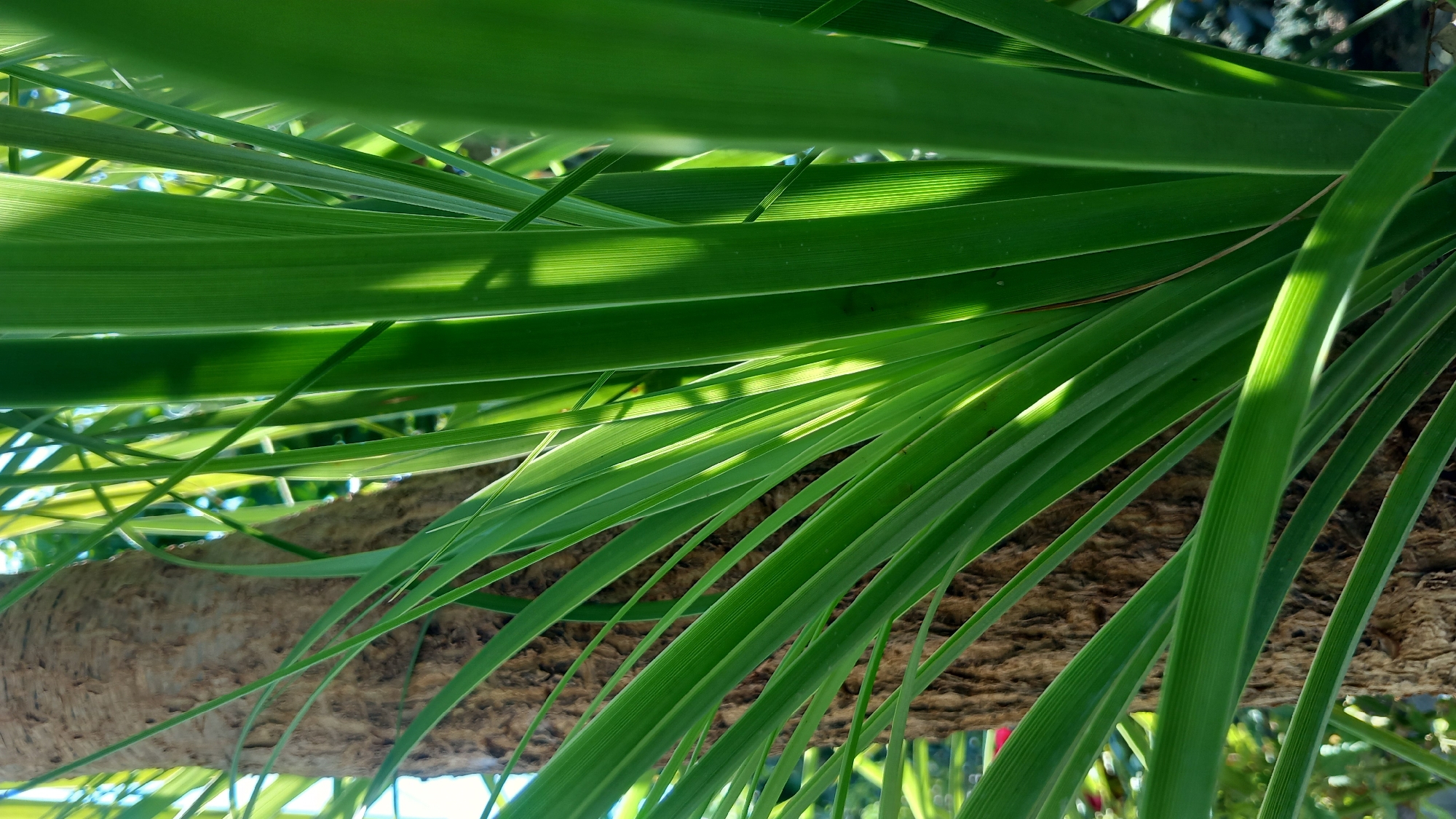 The image is a close-up, outdoor shot focusing on the vibrant green leaves of a plant, with a rough, textured tree trunk visible in the background to the left. The leaves are long, slender, and angled, some catching the sunlight which creates highlights and shadows. The lighting suggests it is daytime, possibly late morning or afternoon. The background is blurred, showing hints of other foliage and what appears to be a natural ground surface. The scene is located in Άγιος Νεκτάριος, Greece, implying a Mediterranean or similar climate, consistent with lush plant growth. There are no people or specific actions depicted; it is a still life of natural elements.